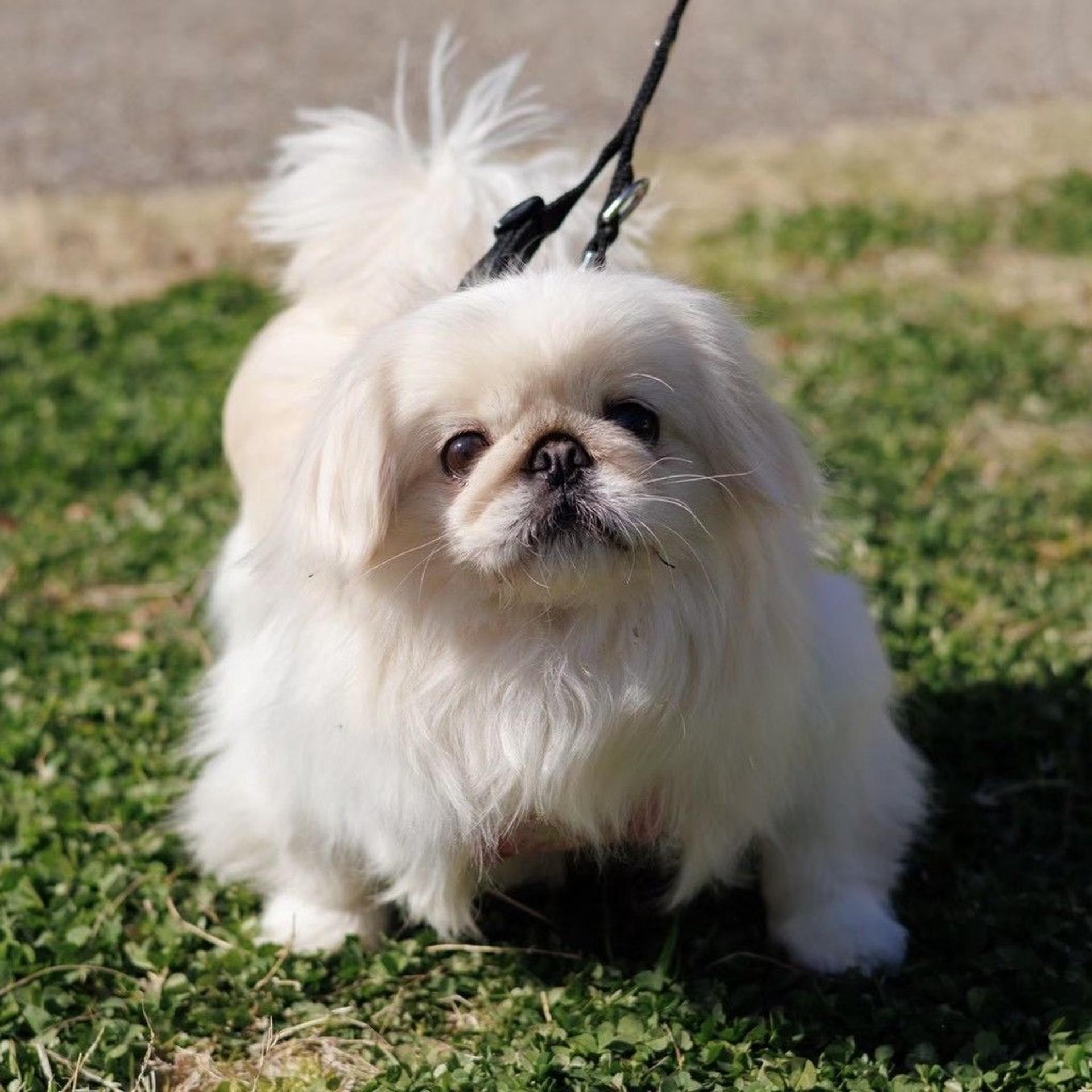 pet-image-7