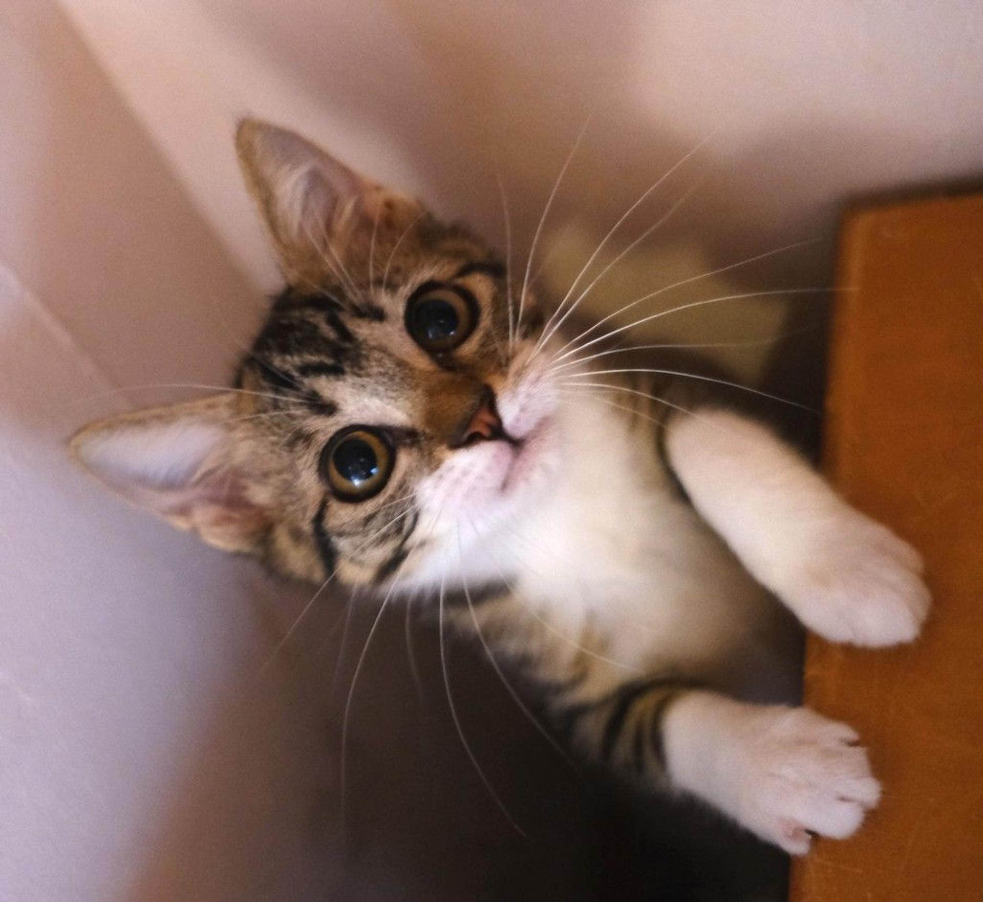 pet-image-4