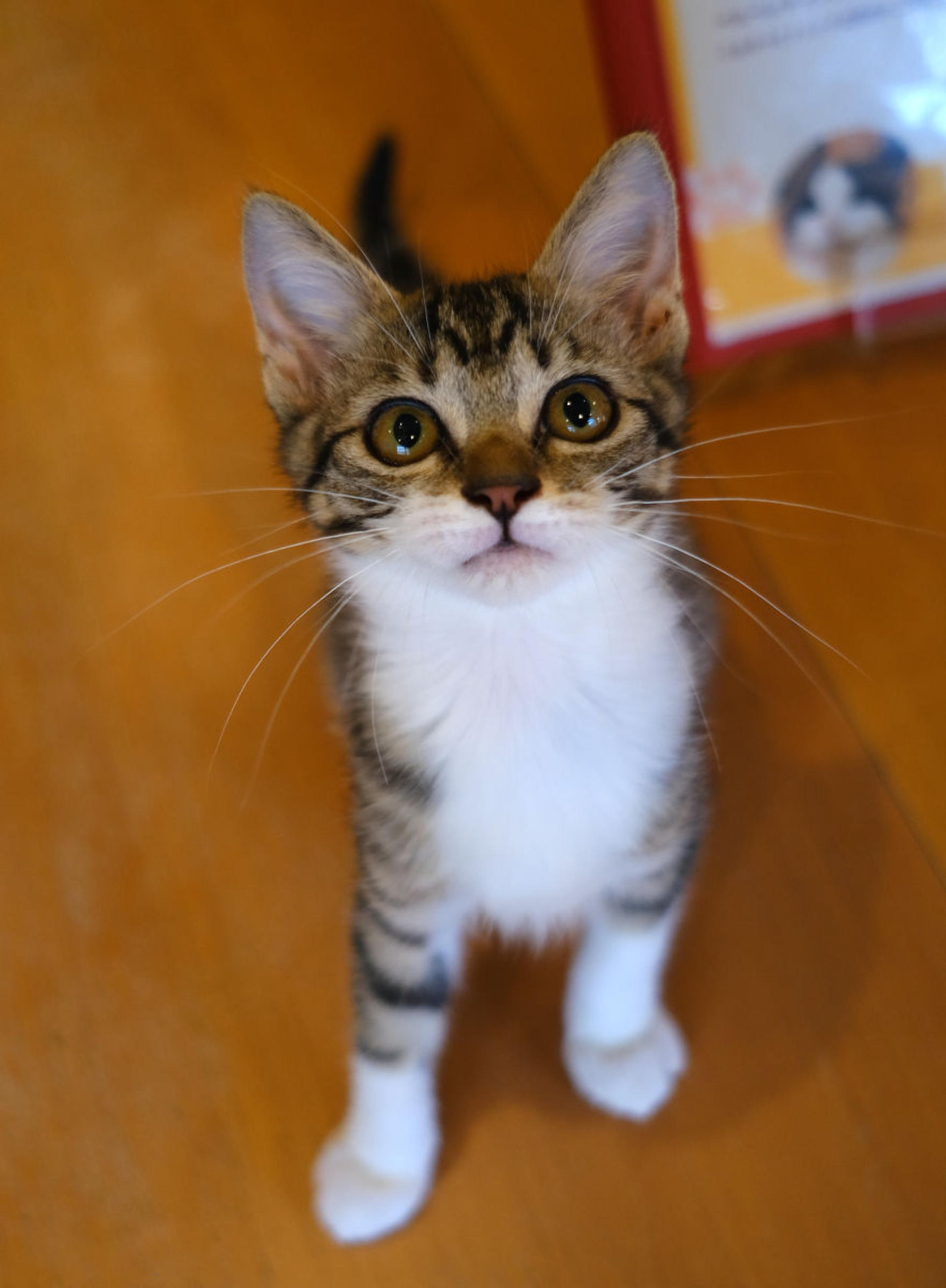 pet-image-3