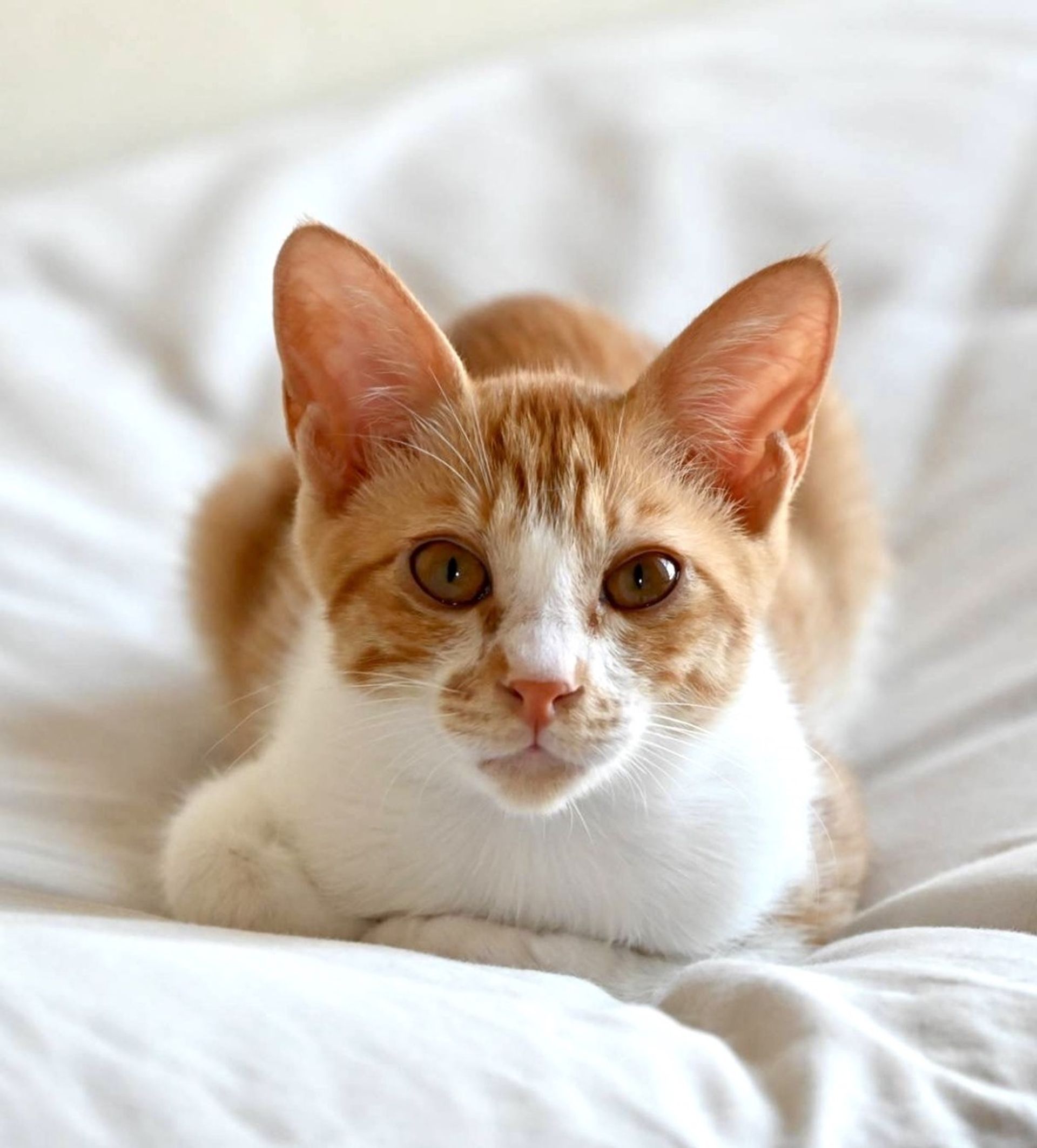雑種（ミックス猫）・オスの里親募集の写真