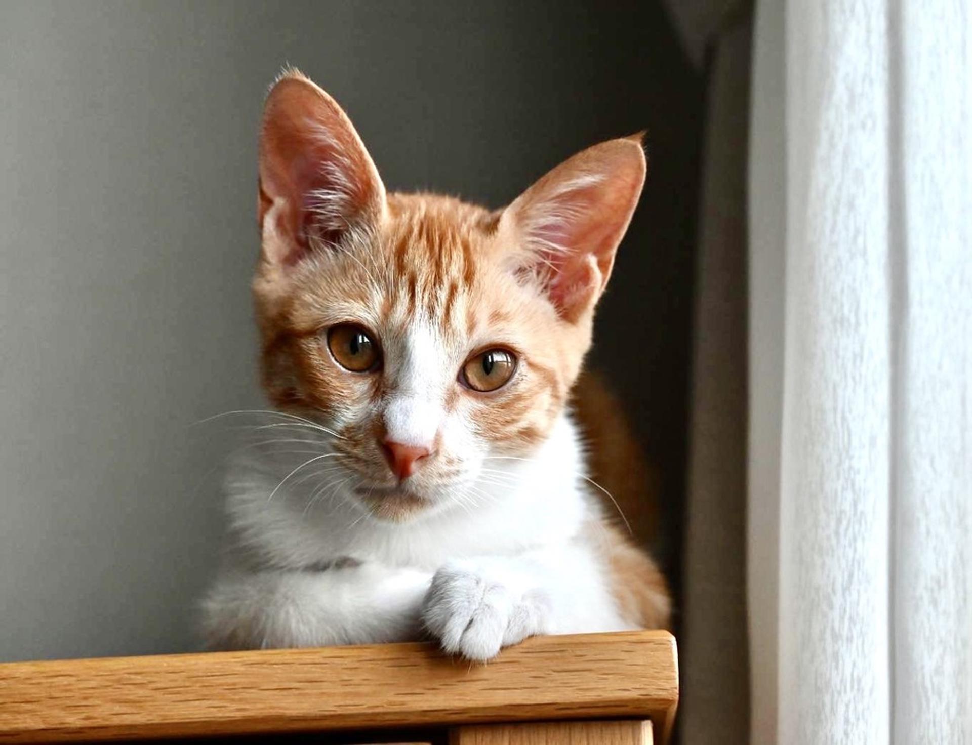 pet-image-4