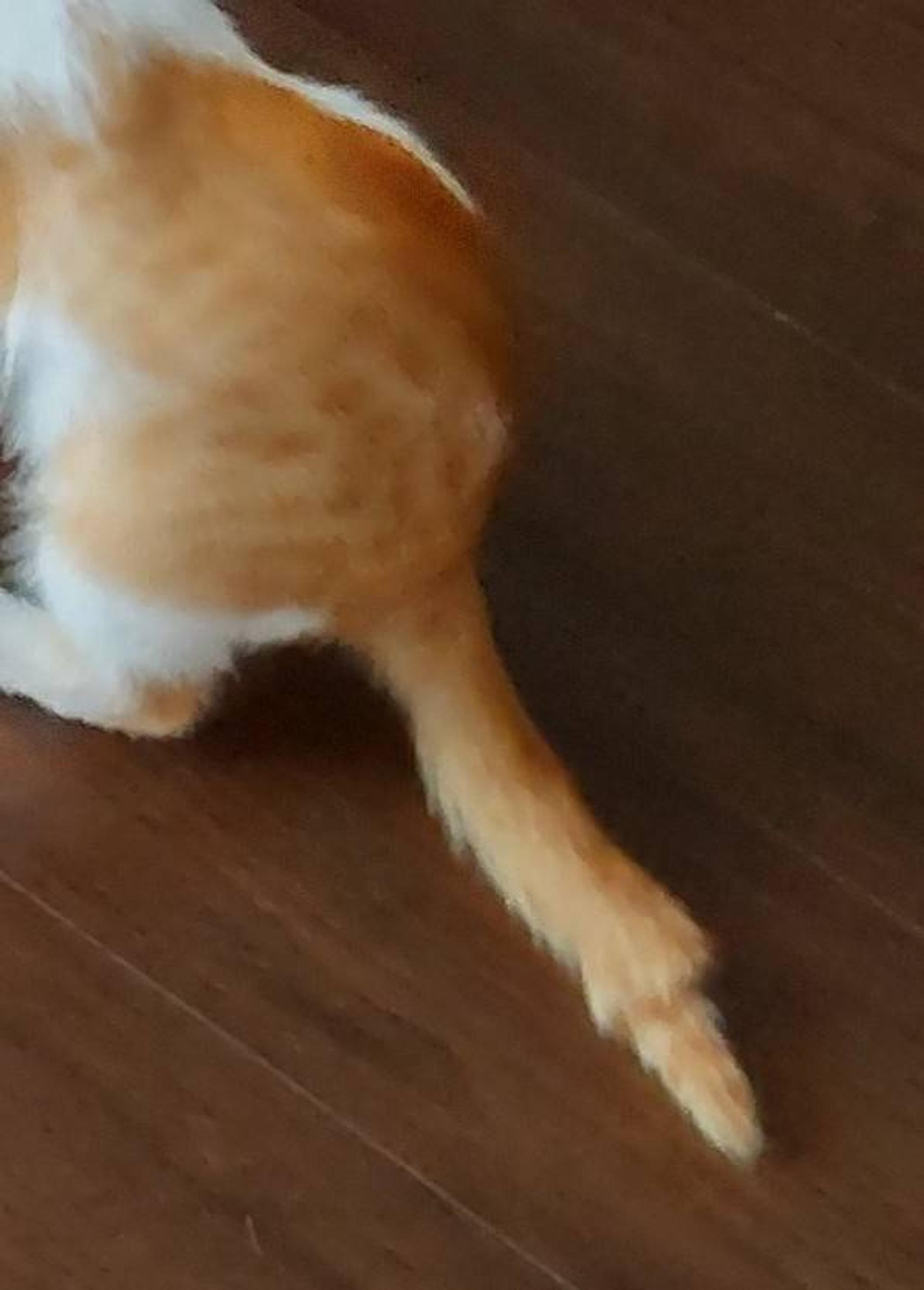 pet-image-3