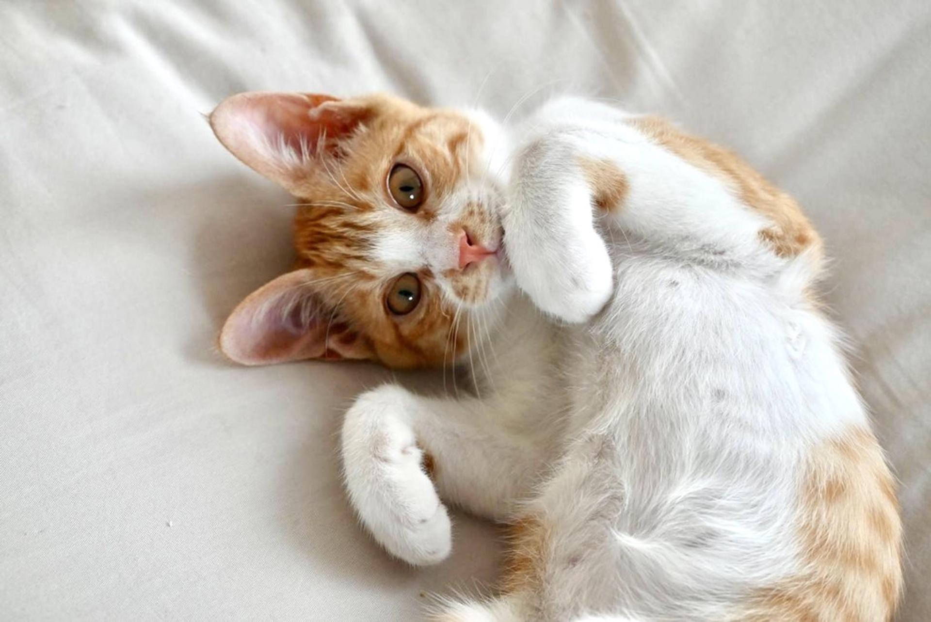 pet-image-2