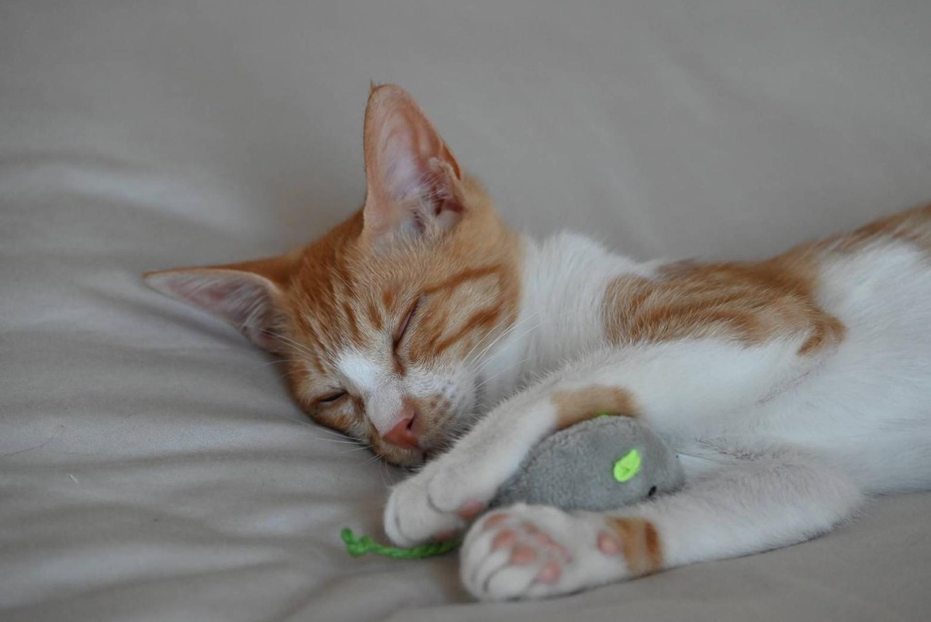 pet-image-6