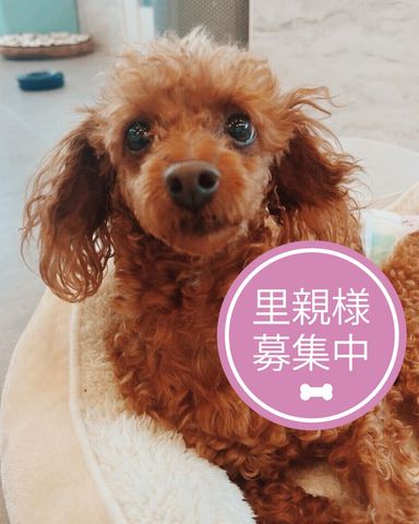 主任