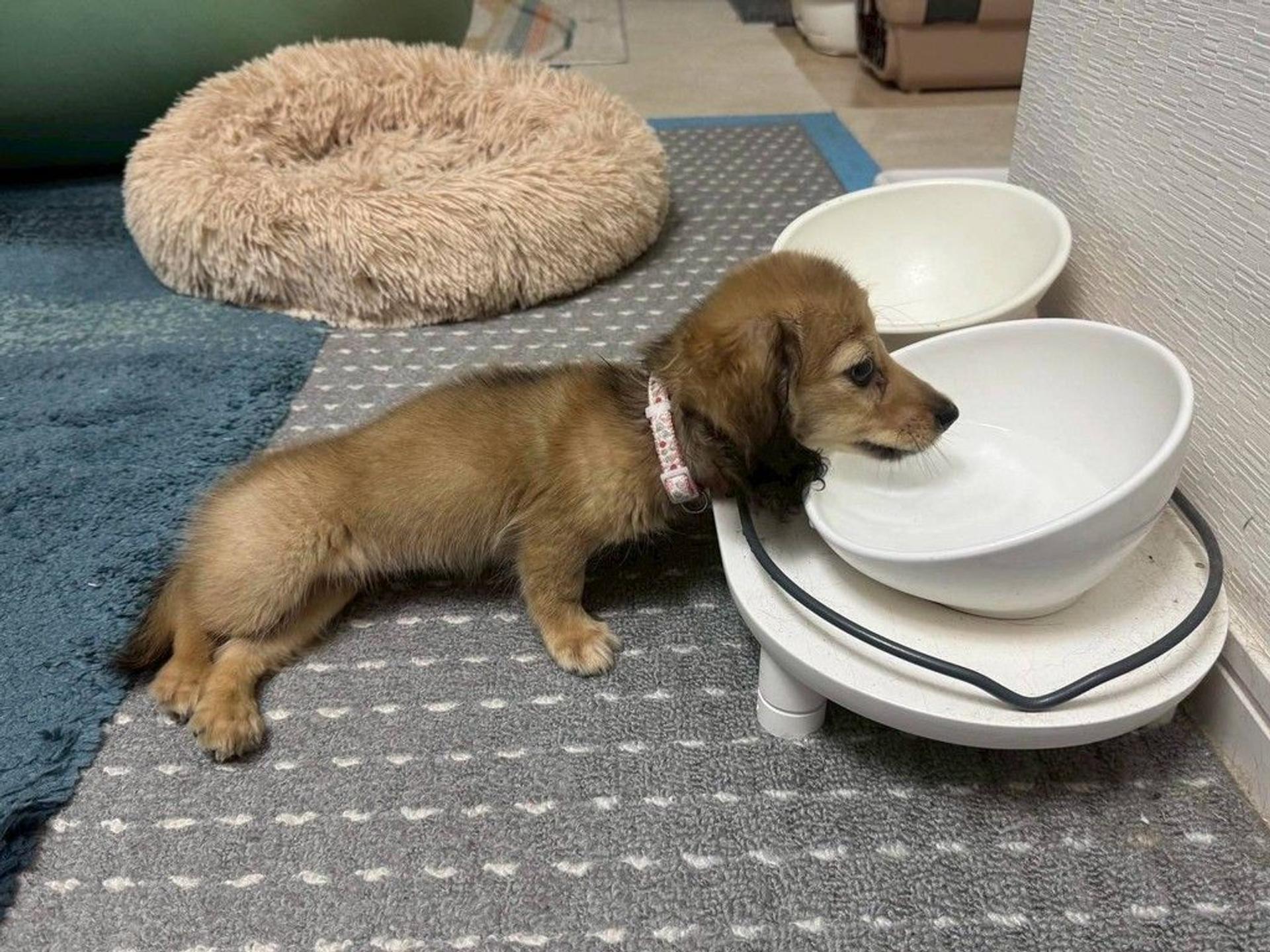 pet-image-3