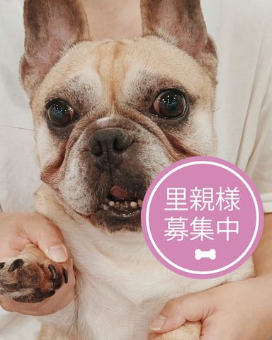 トマト