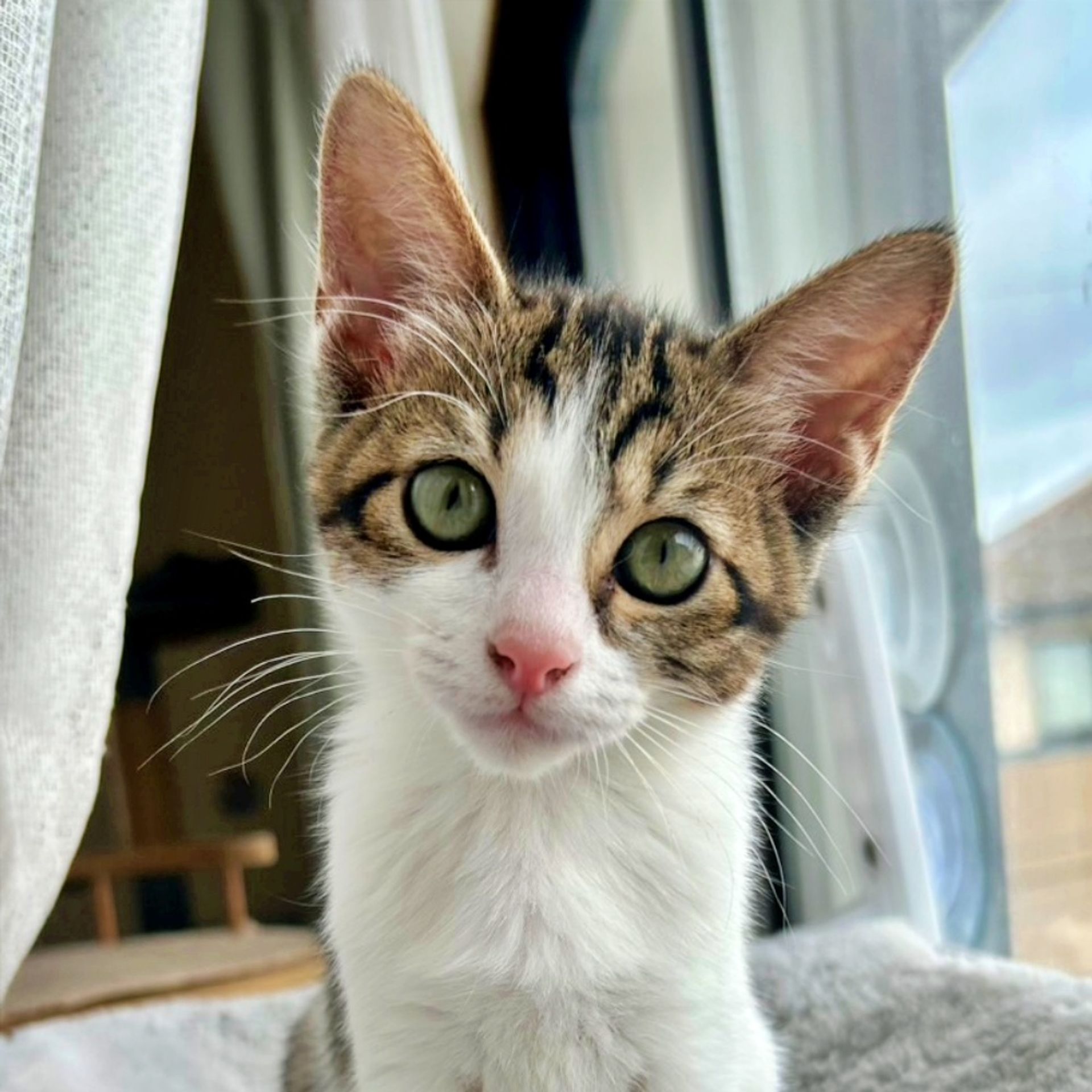 雑種（ミックス猫）・メスの里親募集の写真
