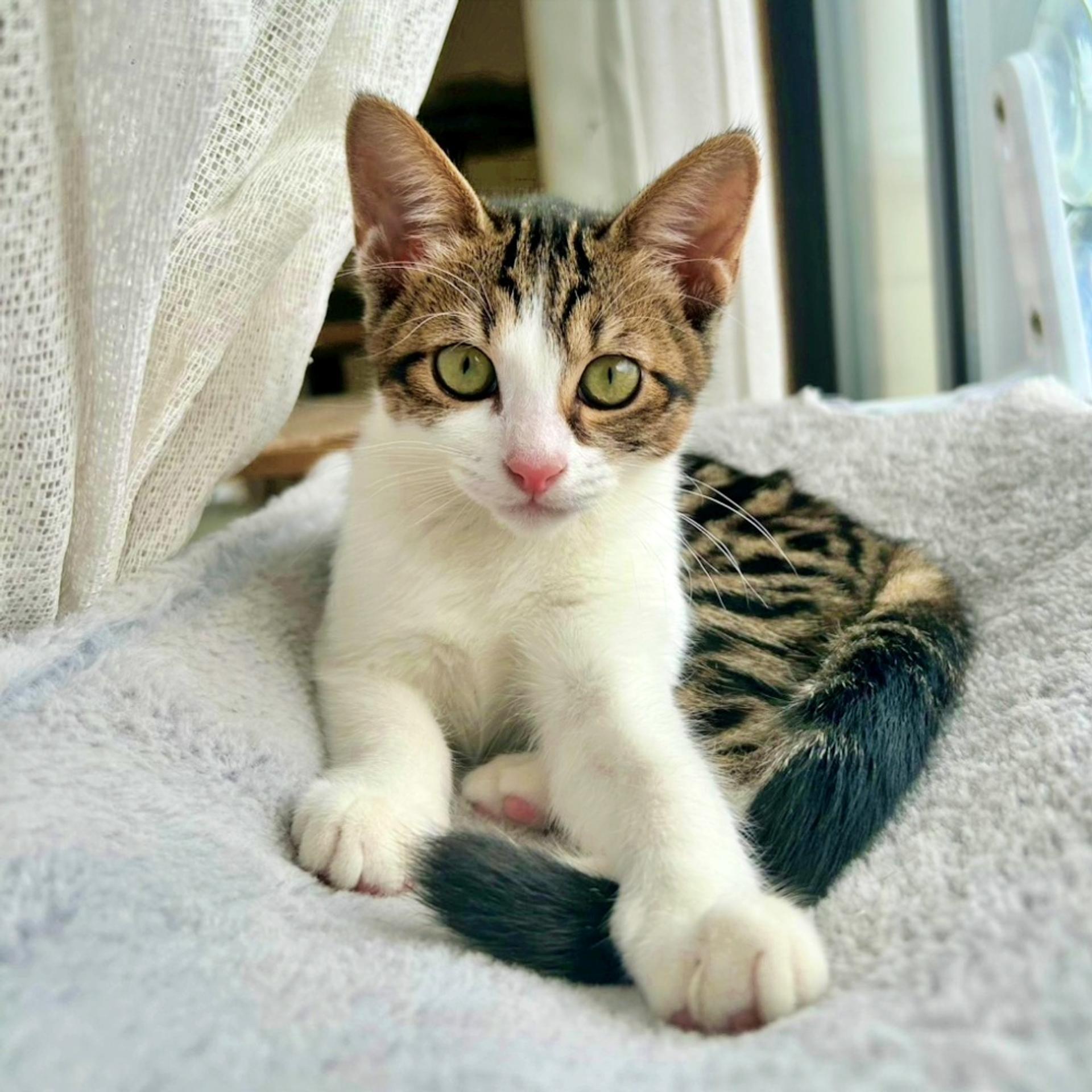 pet-image-2