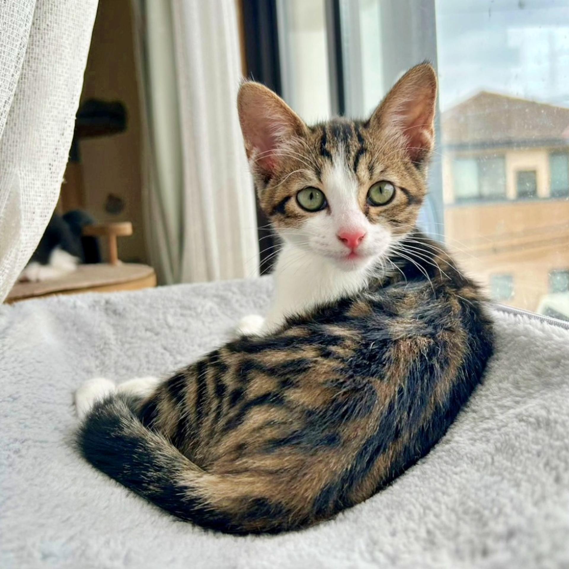 pet-image-4