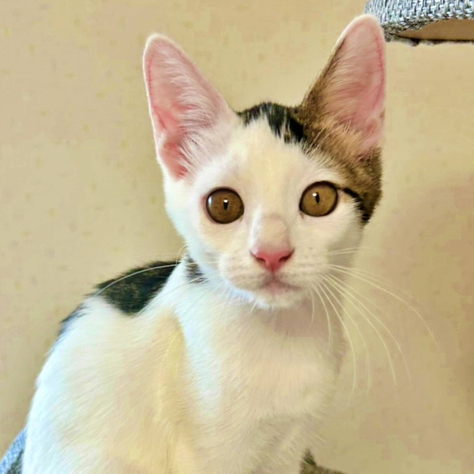 雑種（ミックス猫）・メスの里親募集の写真