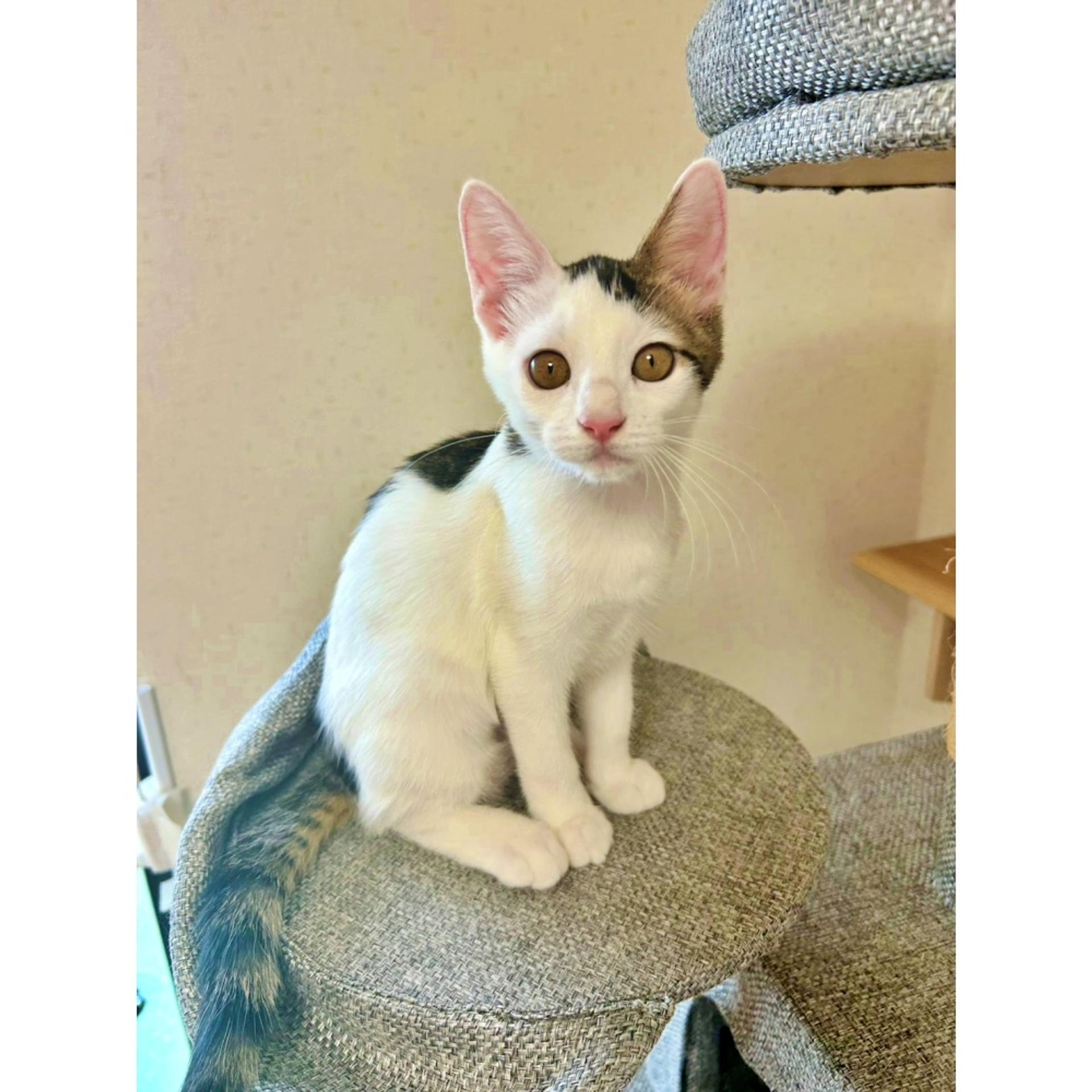 pet-image-5