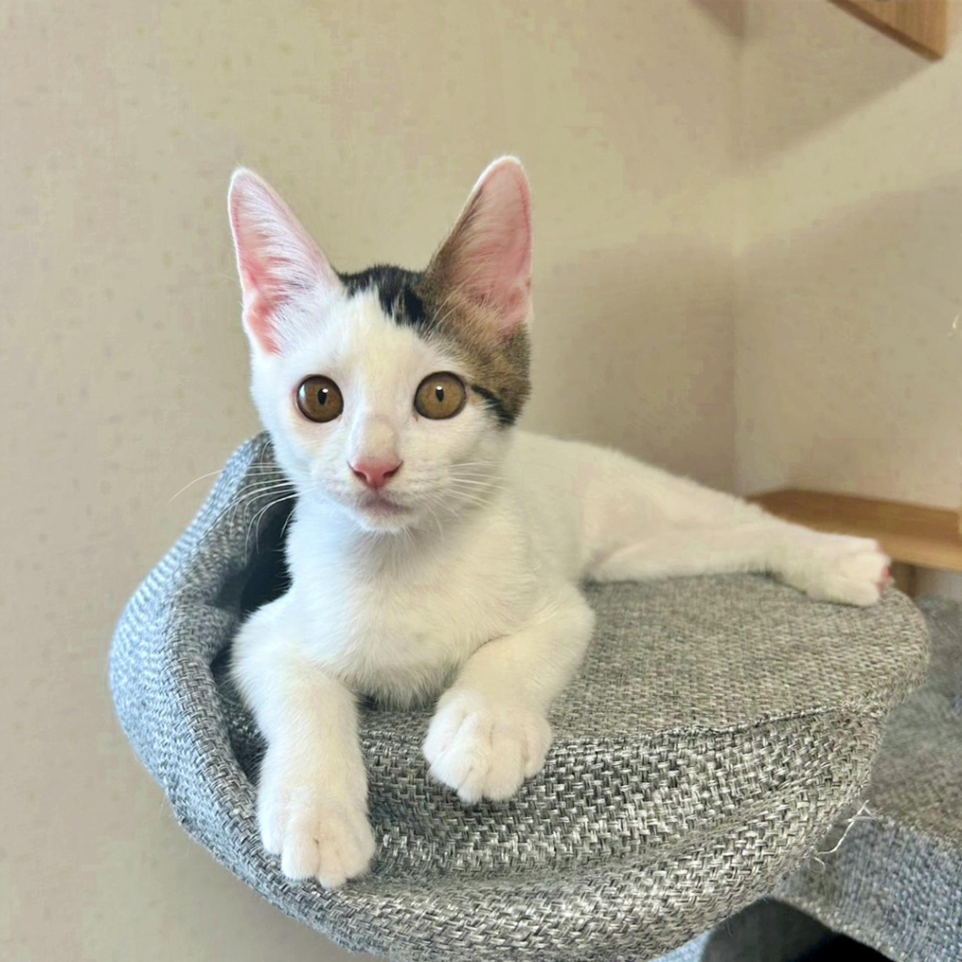 pet-image-2