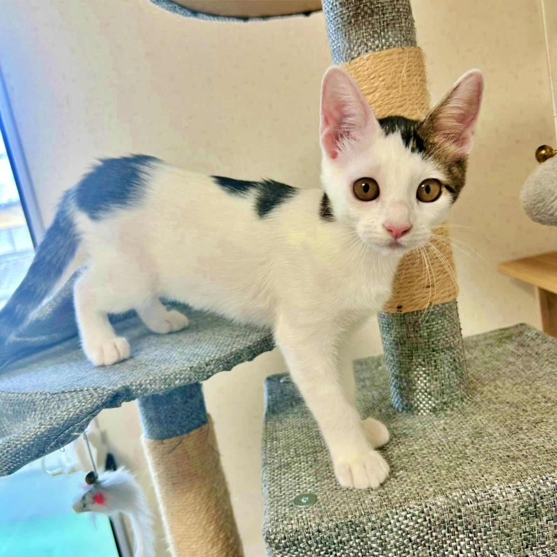 pet-image-3