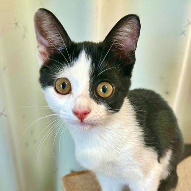 雑種（ミックス猫）・メスの里親募集の写真