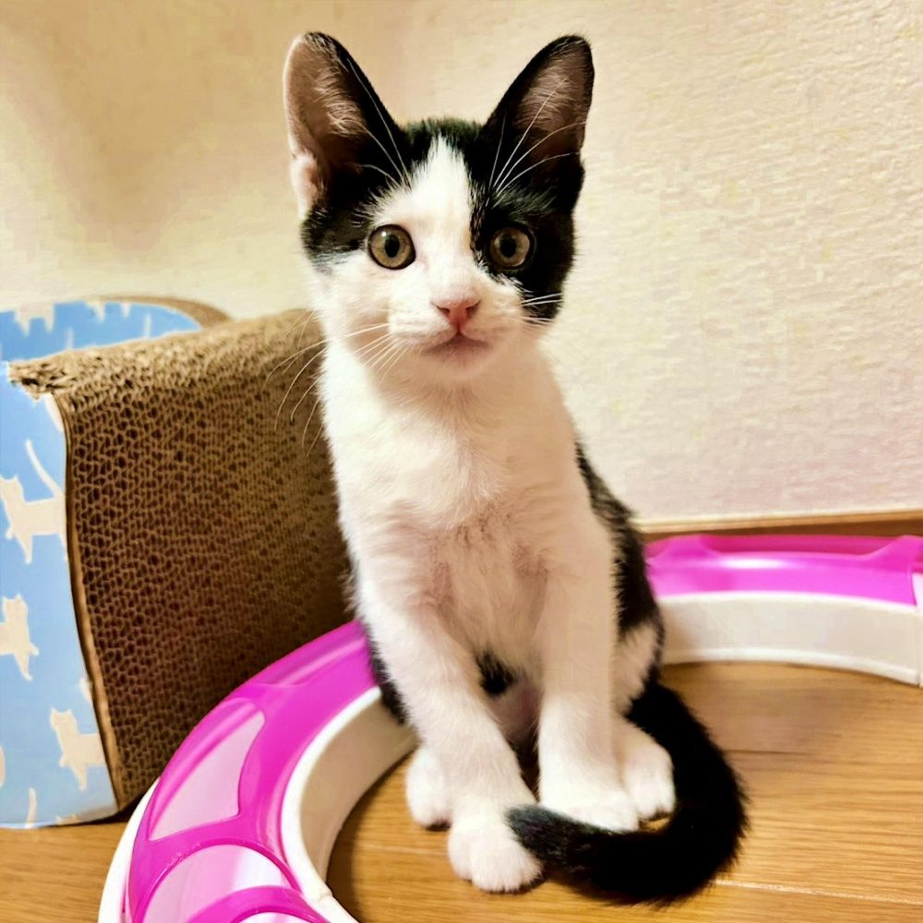 pet-image-3