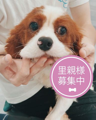 ノースショア