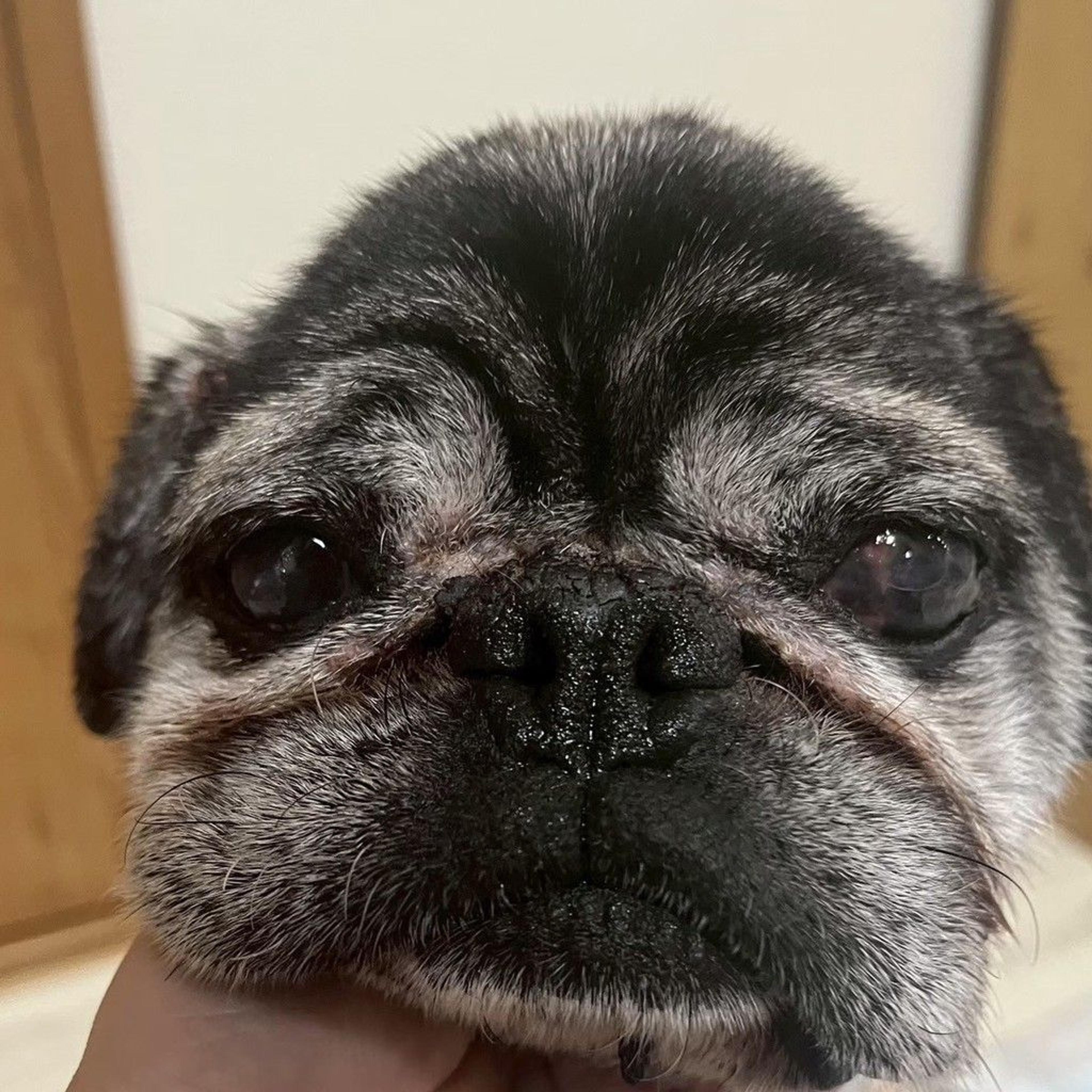 pet-image-6