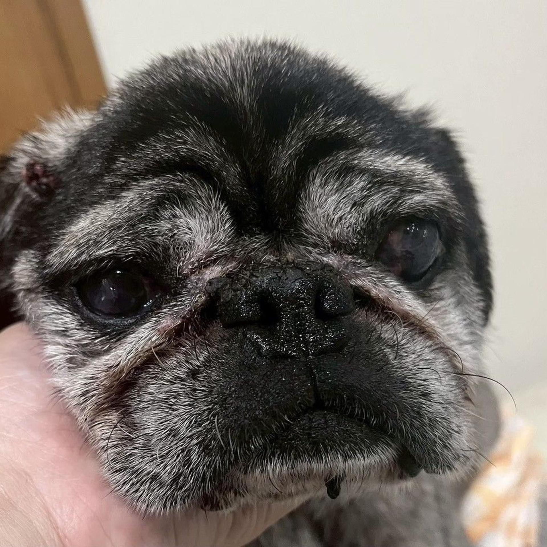 pet-image-7