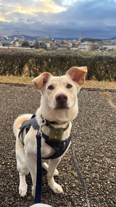 雑種（ミックス犬）・メスの里親募集の写真