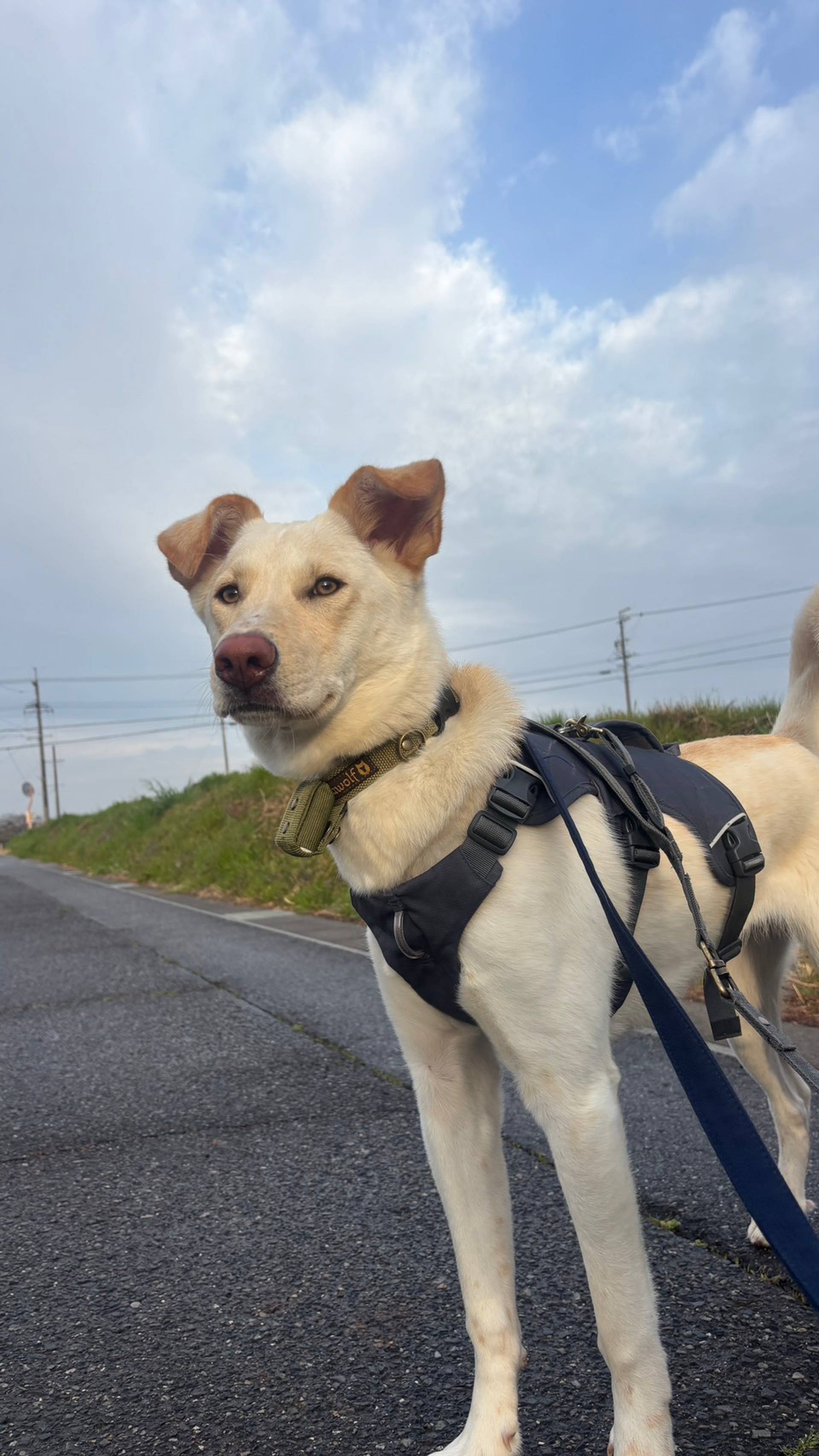 雑種（ミックス犬）・メスの里親募集の写真