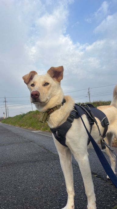 雑種（ミックス犬）・メスの里親募集の写真