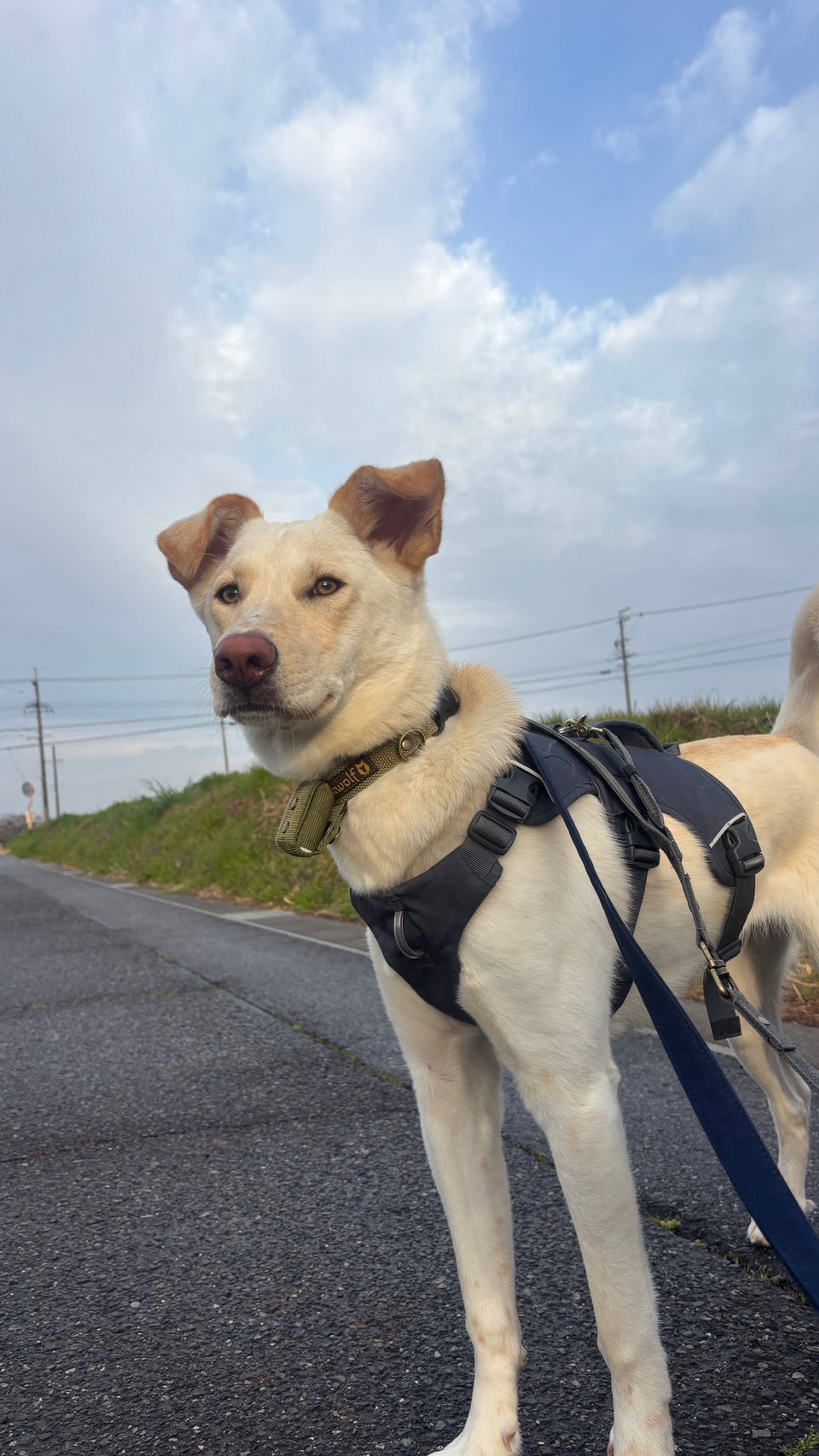 雑種（ミックス犬）・メスの里親募集の写真