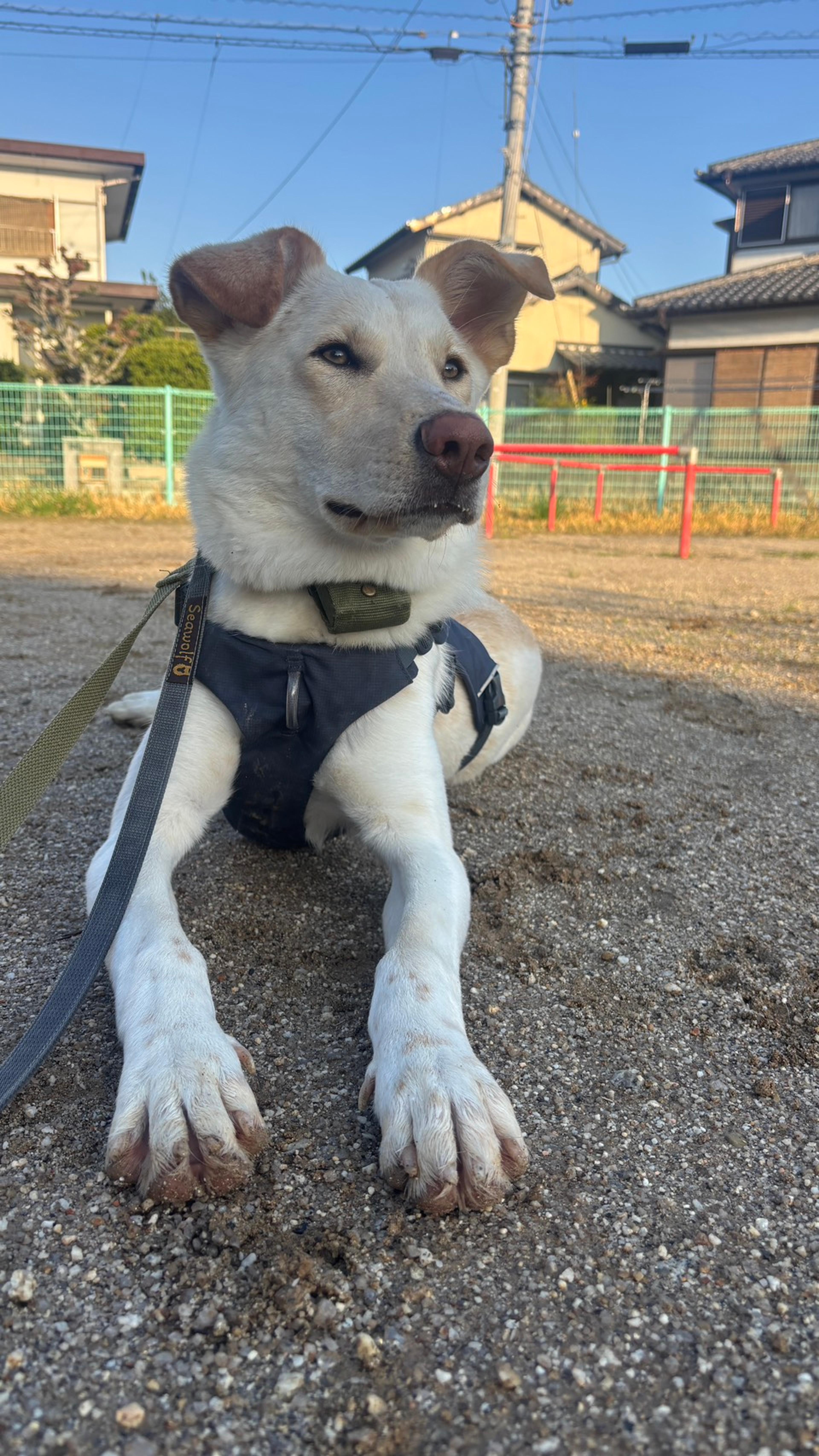 pet-image-2