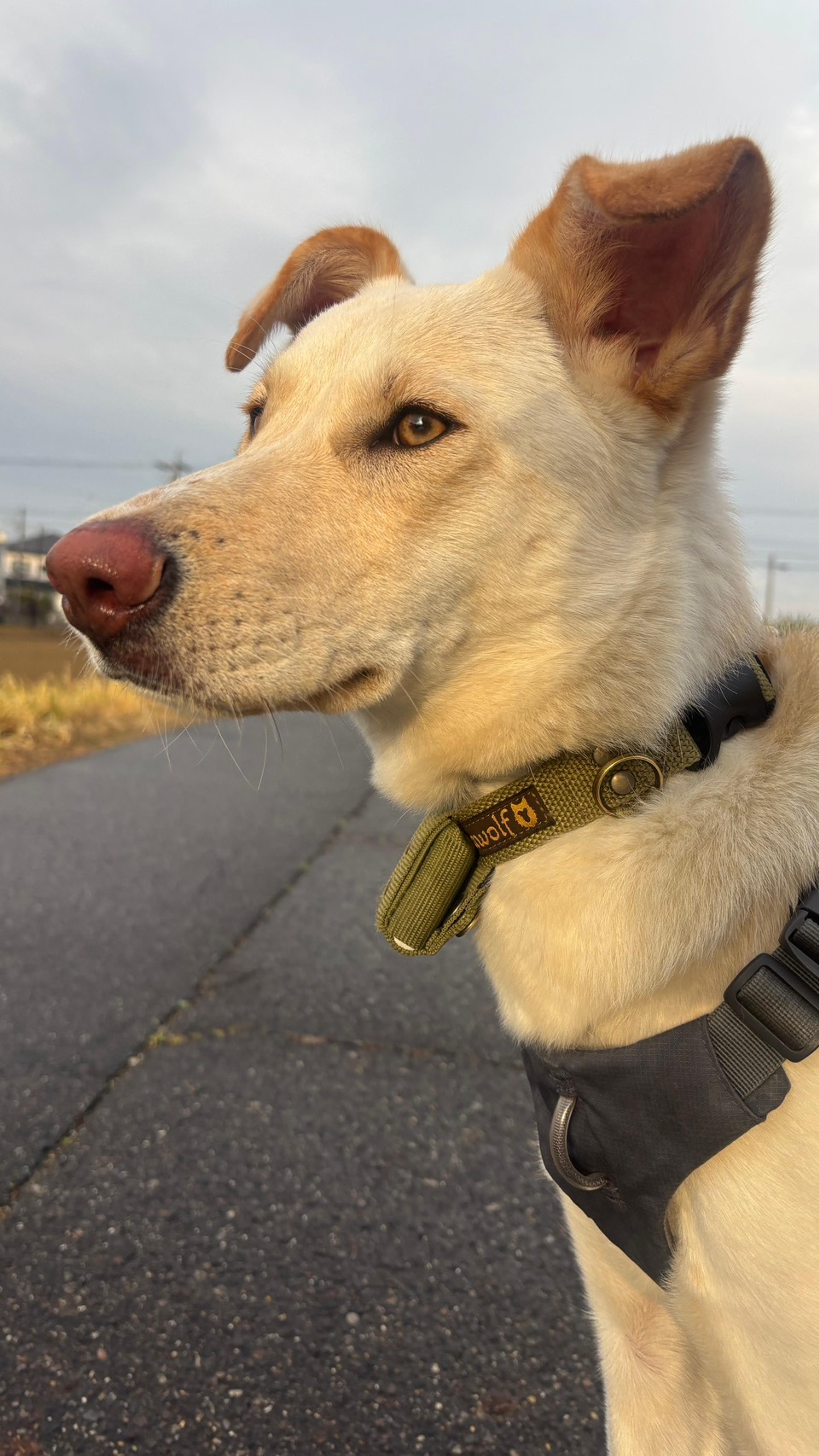 pet-image-3