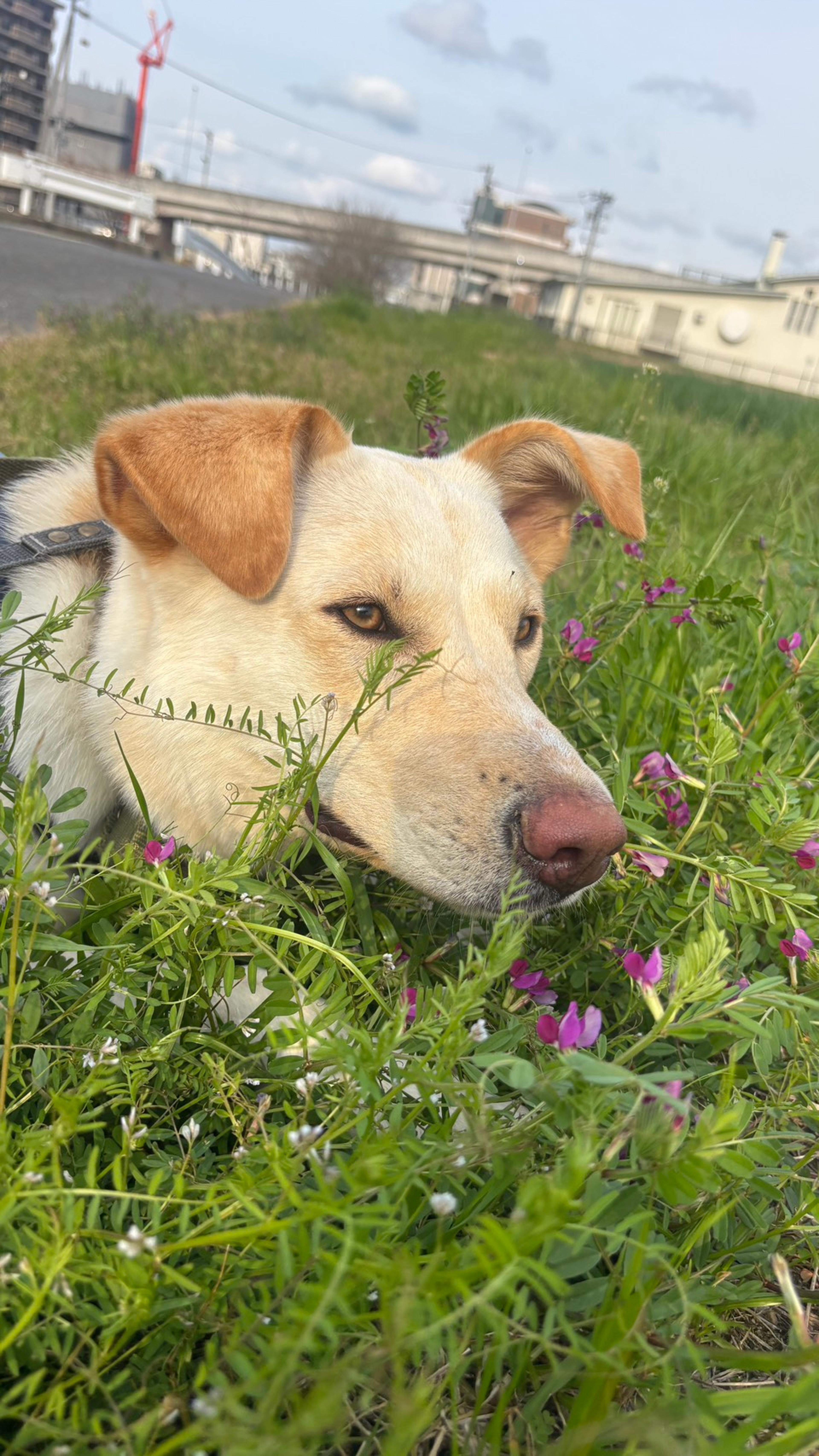 pet-image-4