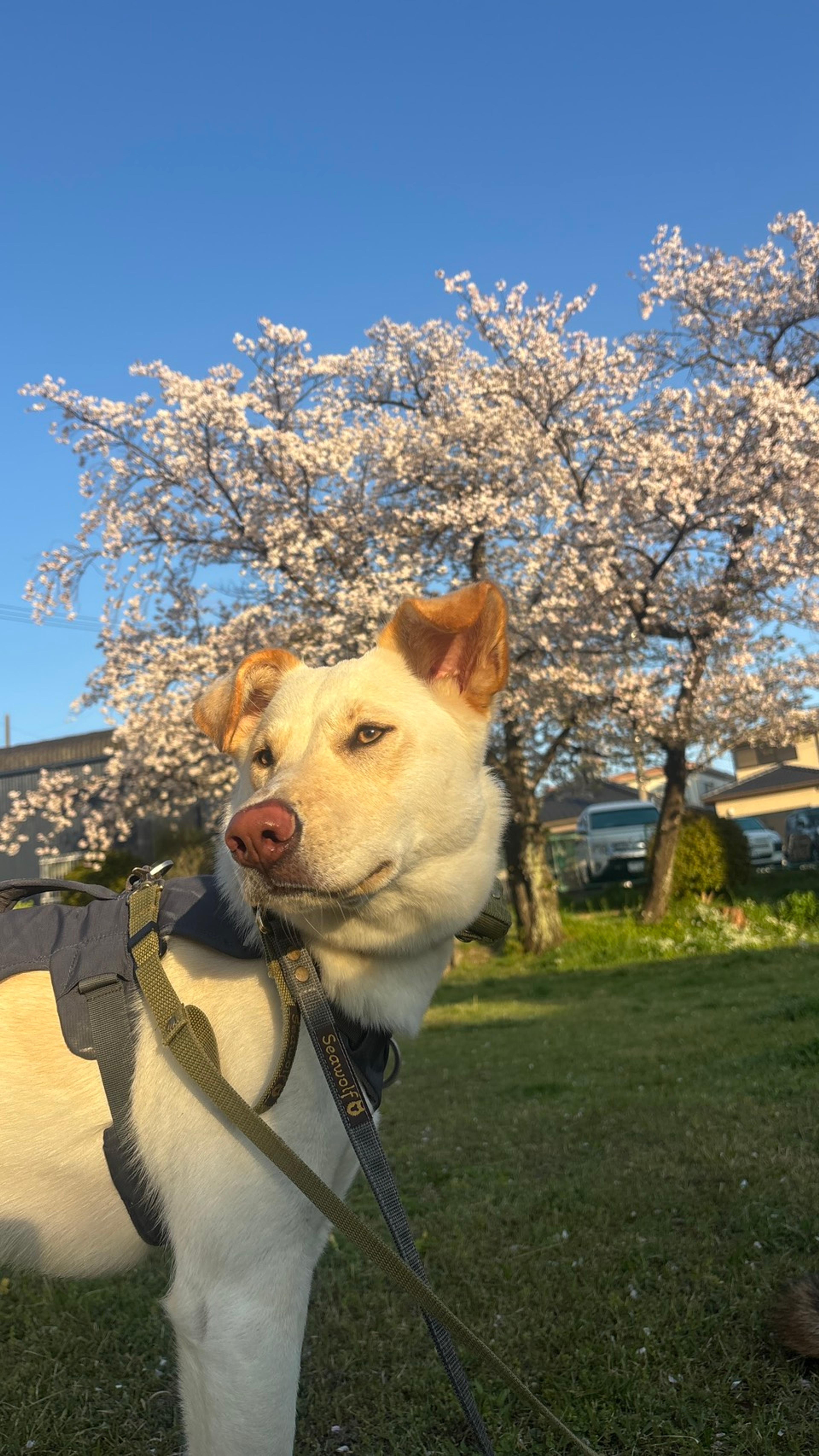pet-image-5