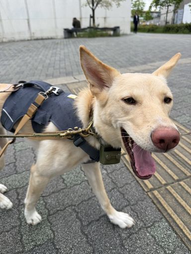 雑種（ミックス犬）・メスの里親募集の写真