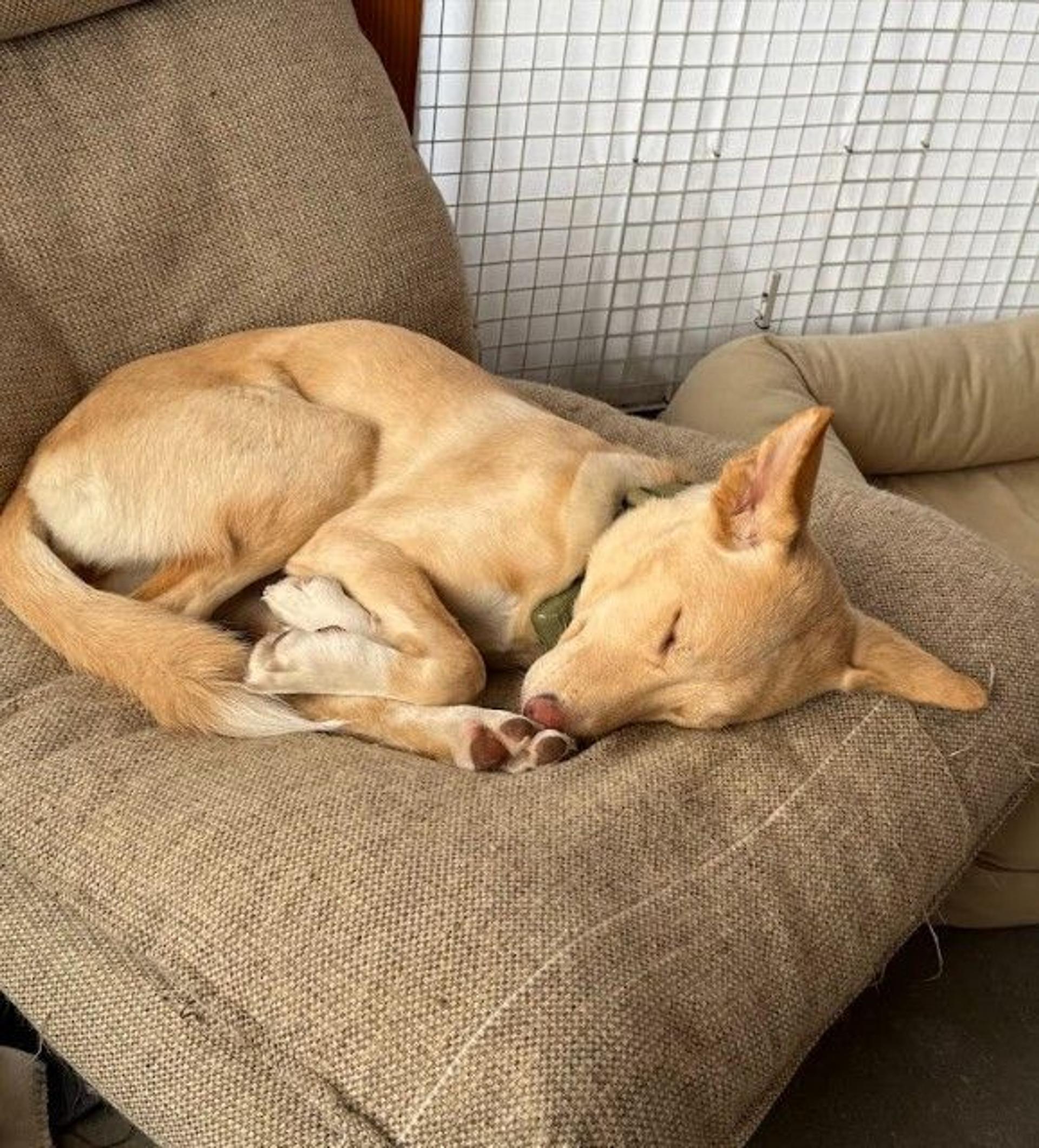 pet-image-3