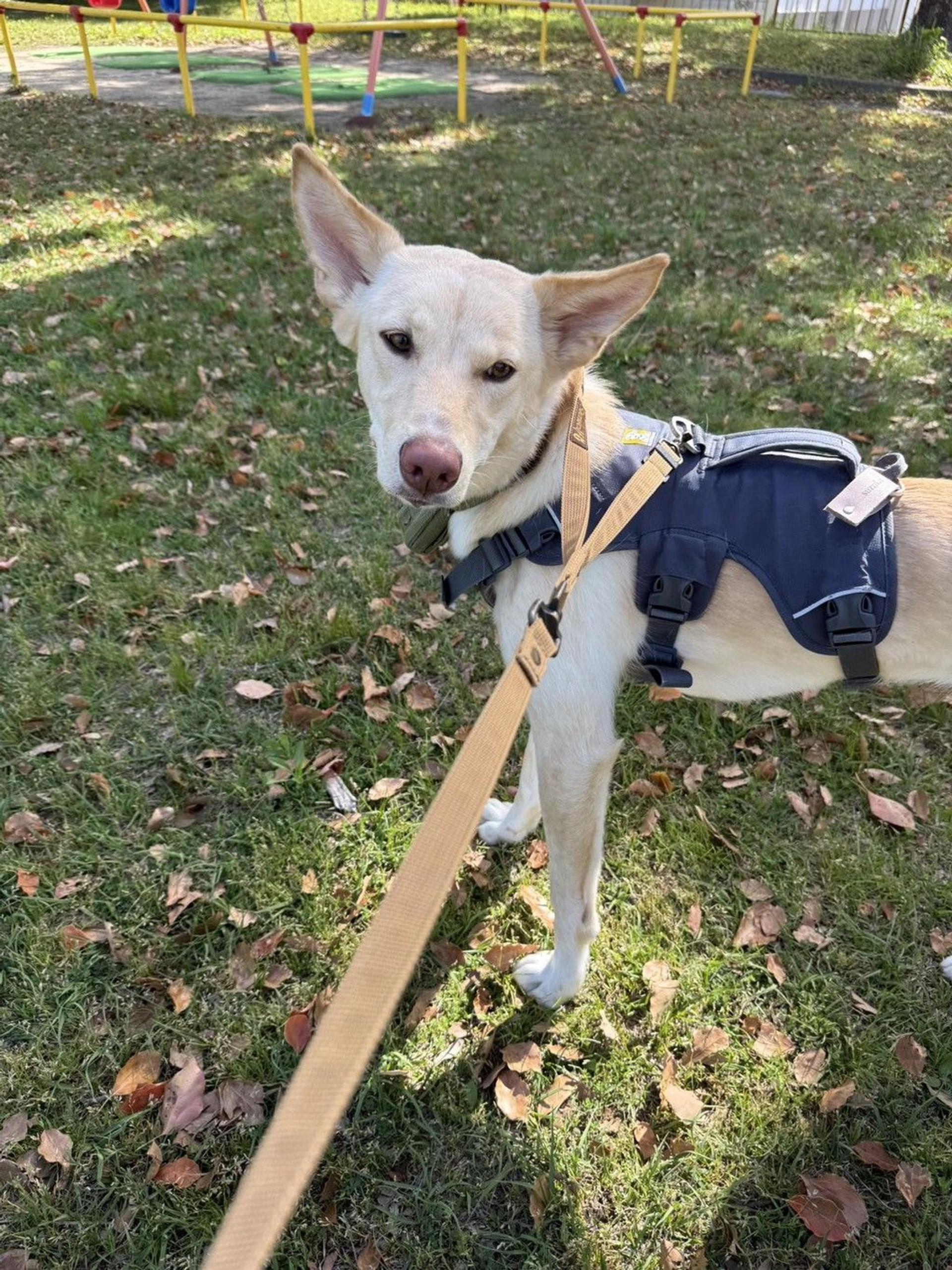 pet-image-5