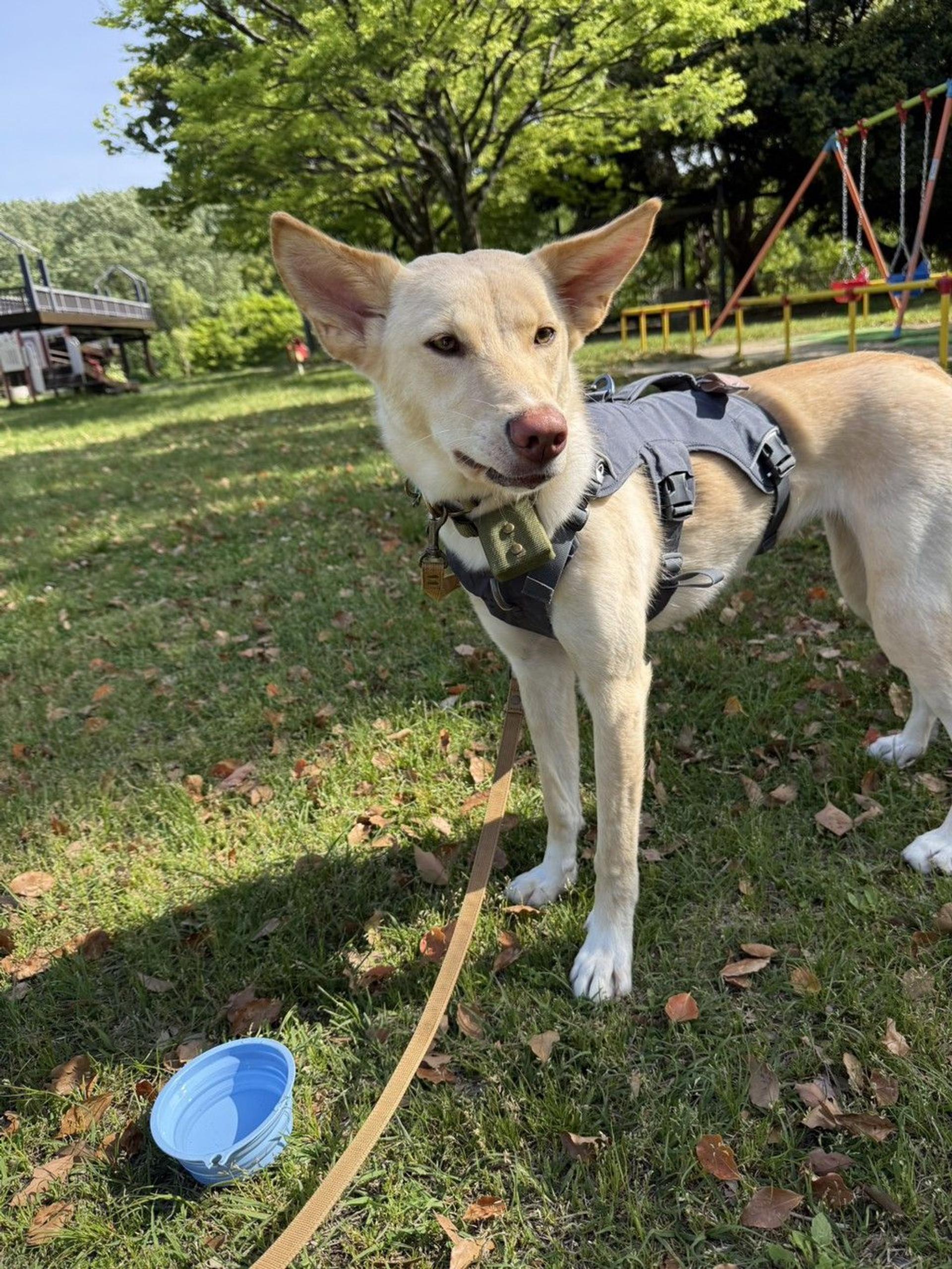 pet-image-8