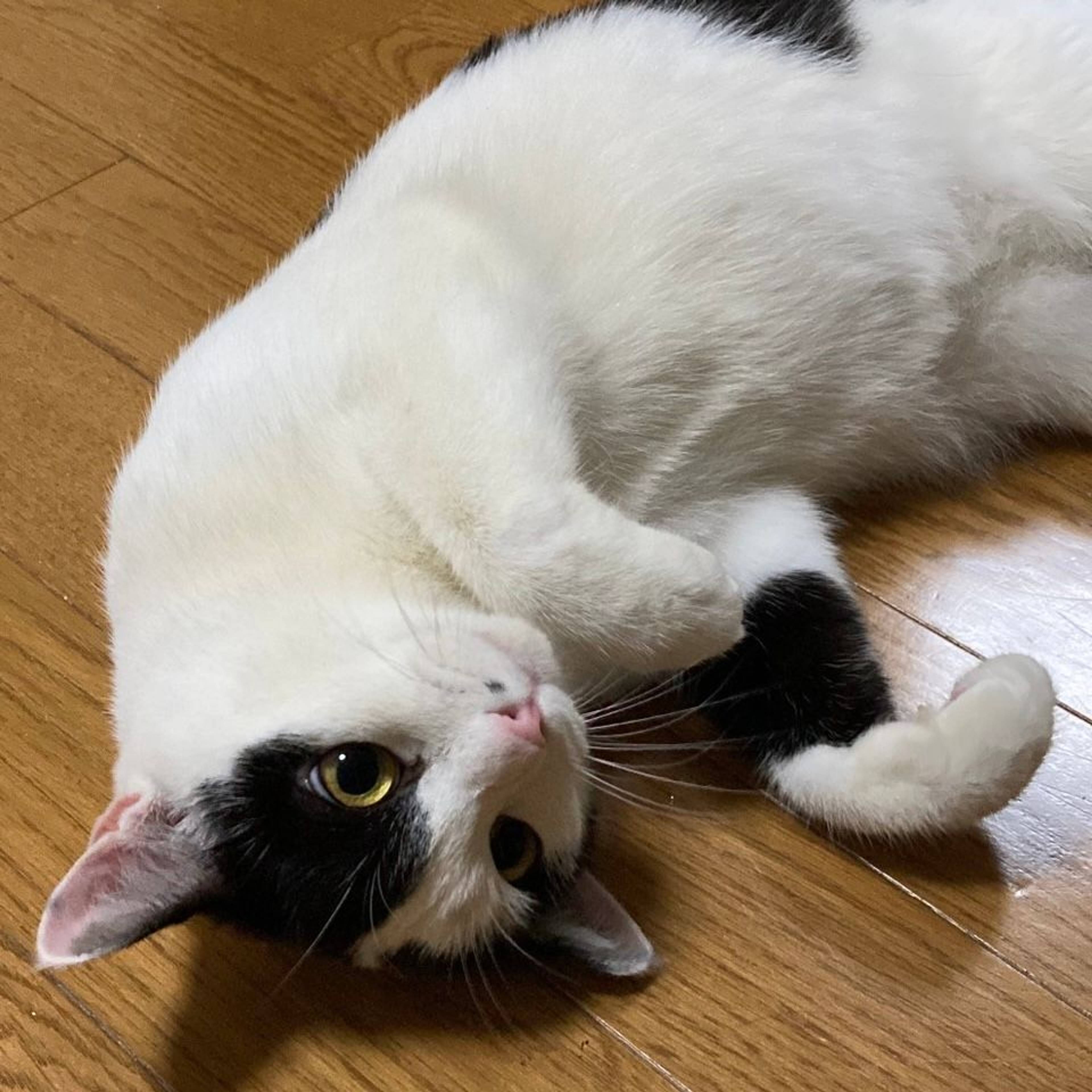 雑種（ミックス猫）・メスの里親募集の写真
