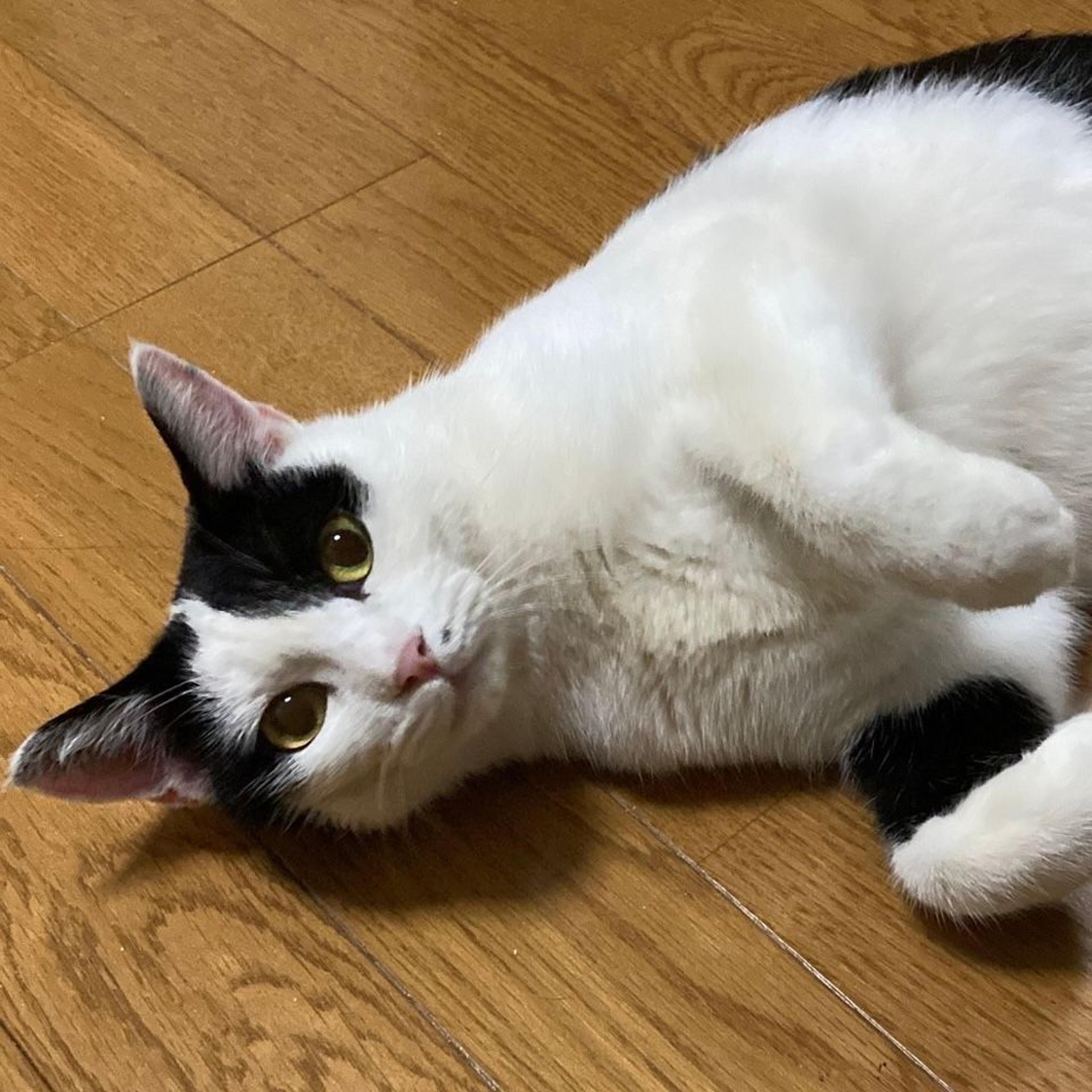 pet-image-2