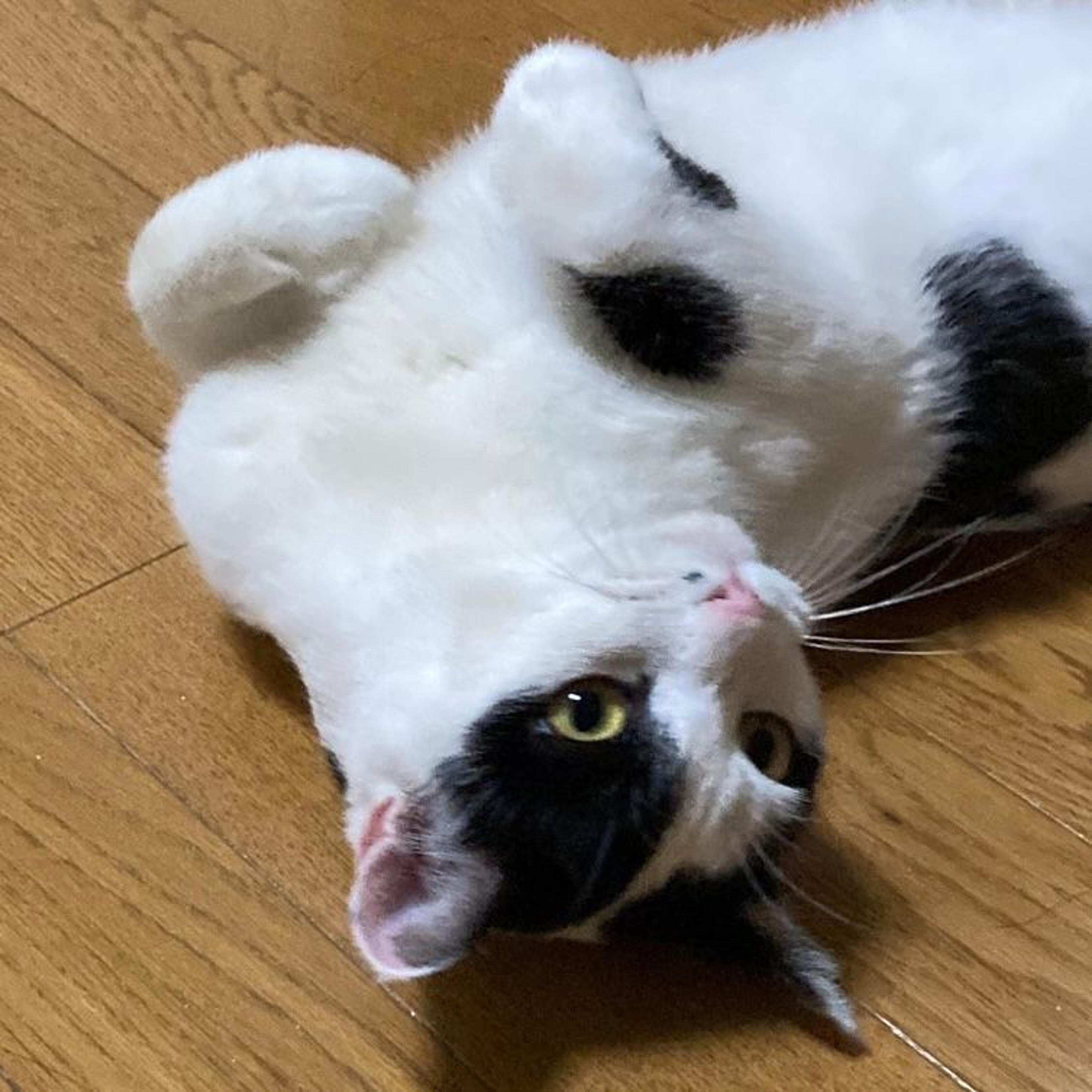 pet-image-7
