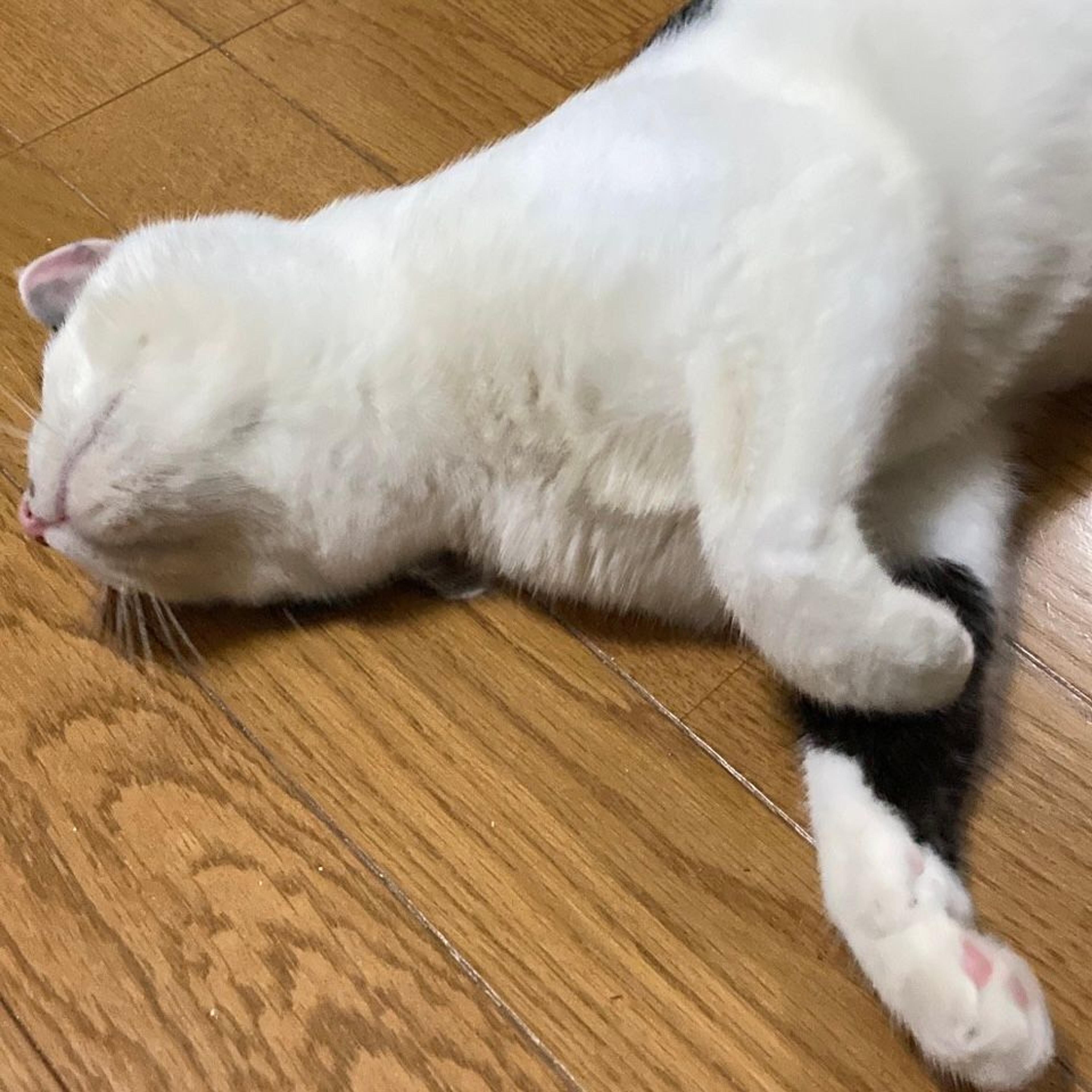 pet-image-8
