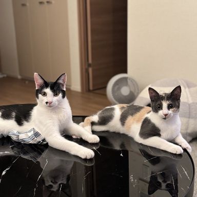 ミラ＆オリオン