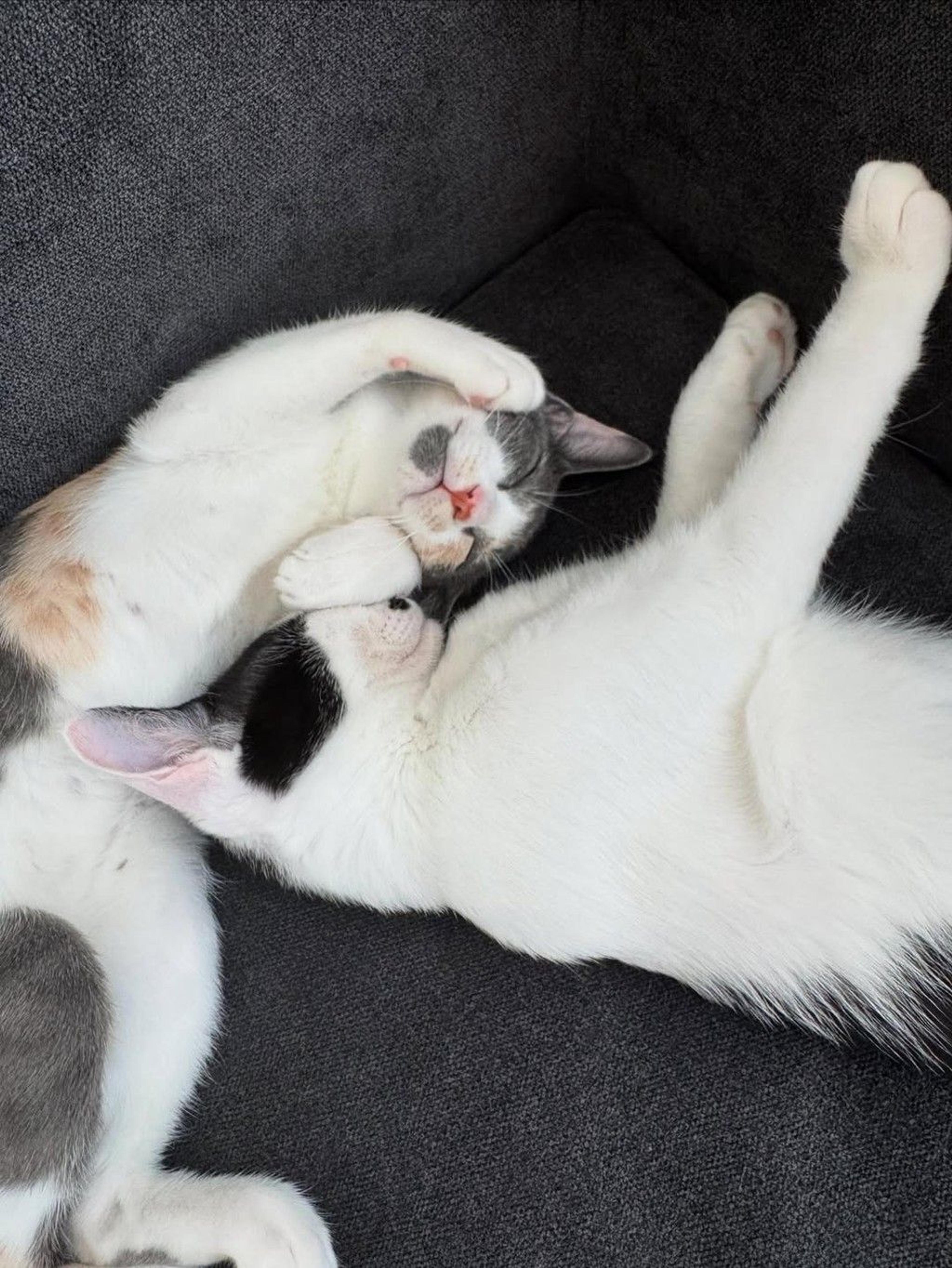 pet-image-2