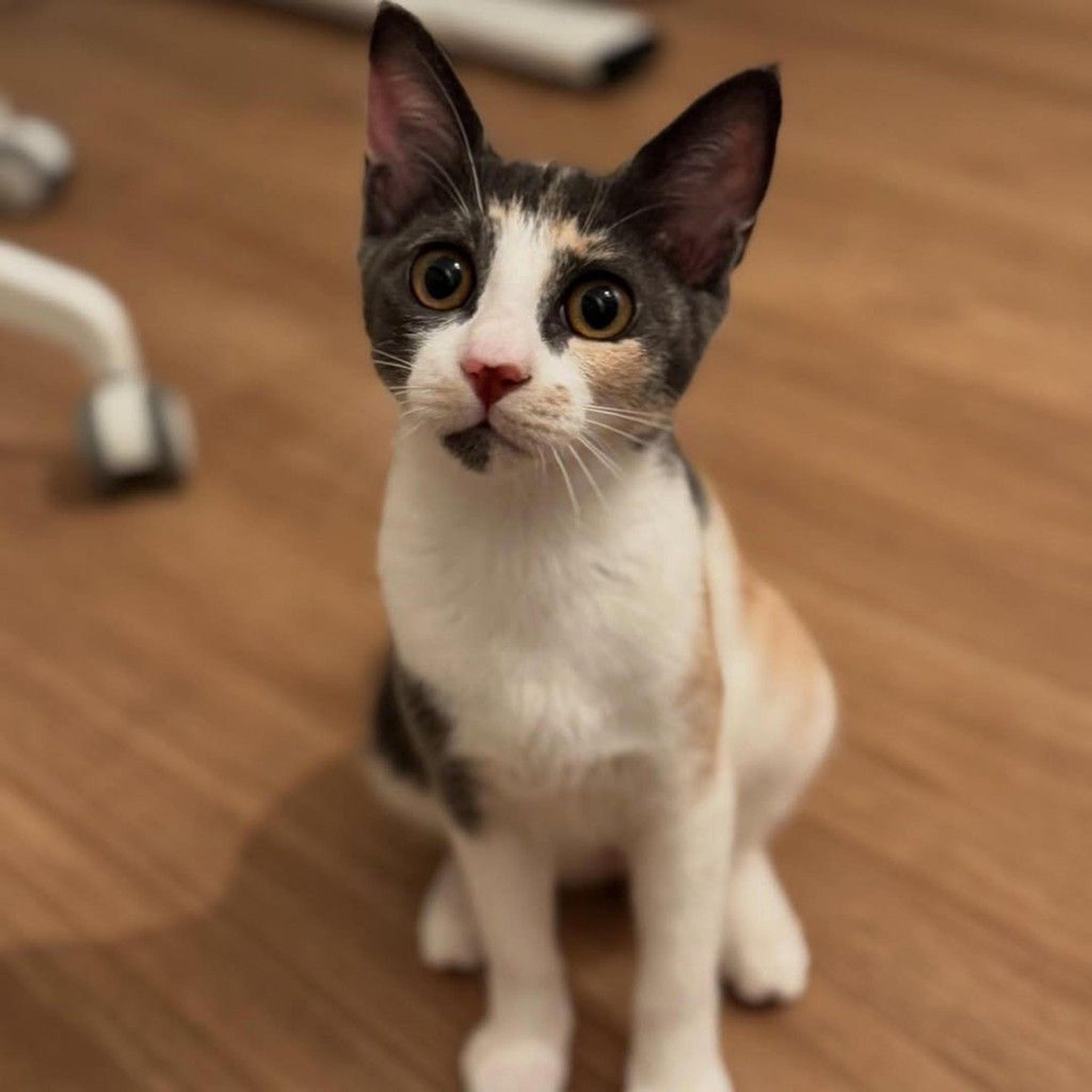 pet-image-3