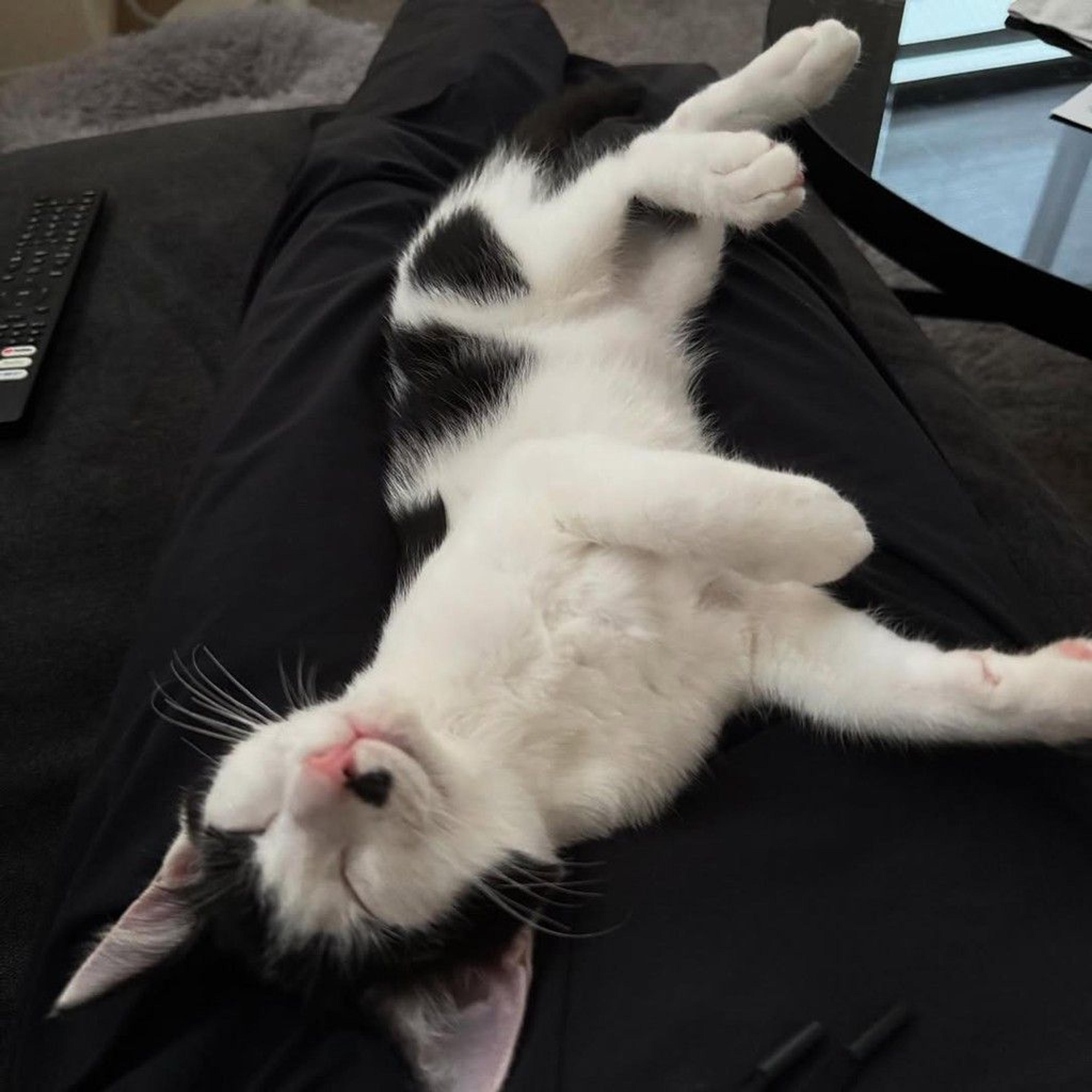 pet-image-4
