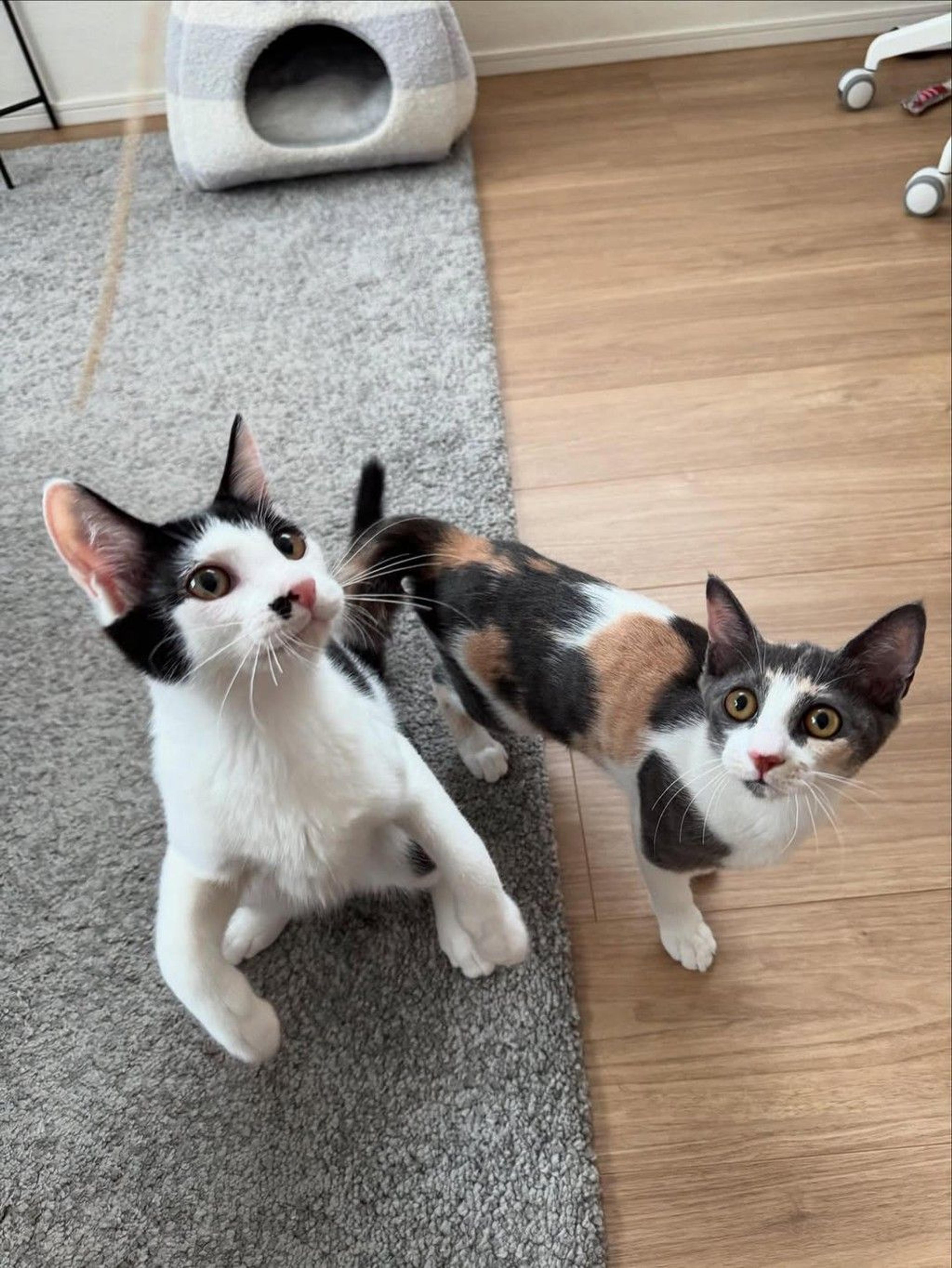 pet-image-7