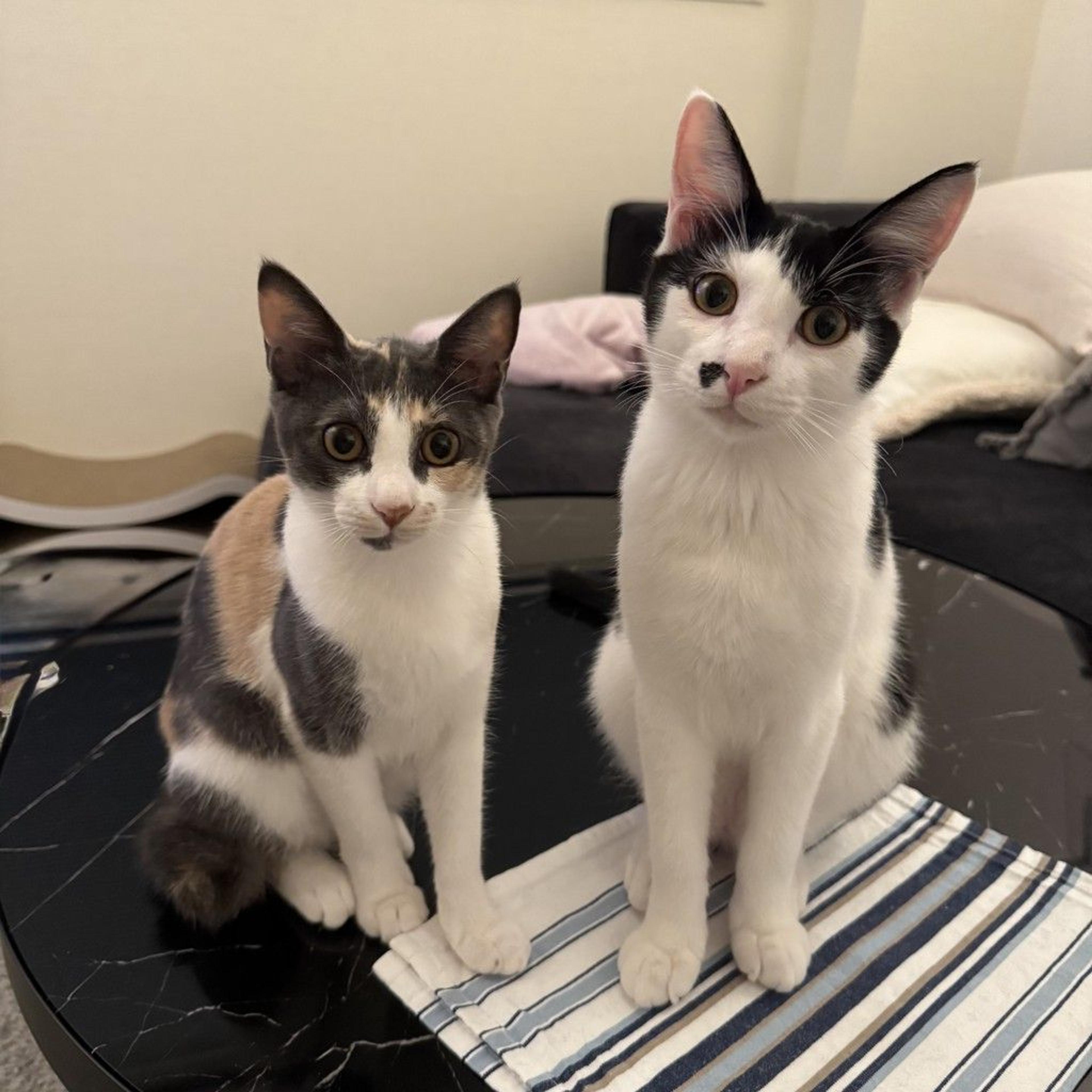pet-image-8