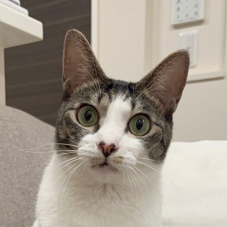 キラキラお目目のおしゃべりさん | 雑種（ミックス猫） | ミャオ！ね