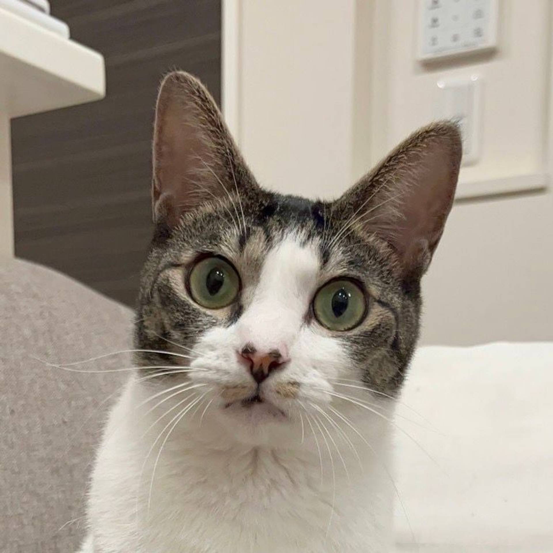 雑種（ミックス猫）・メスの里親募集の写真