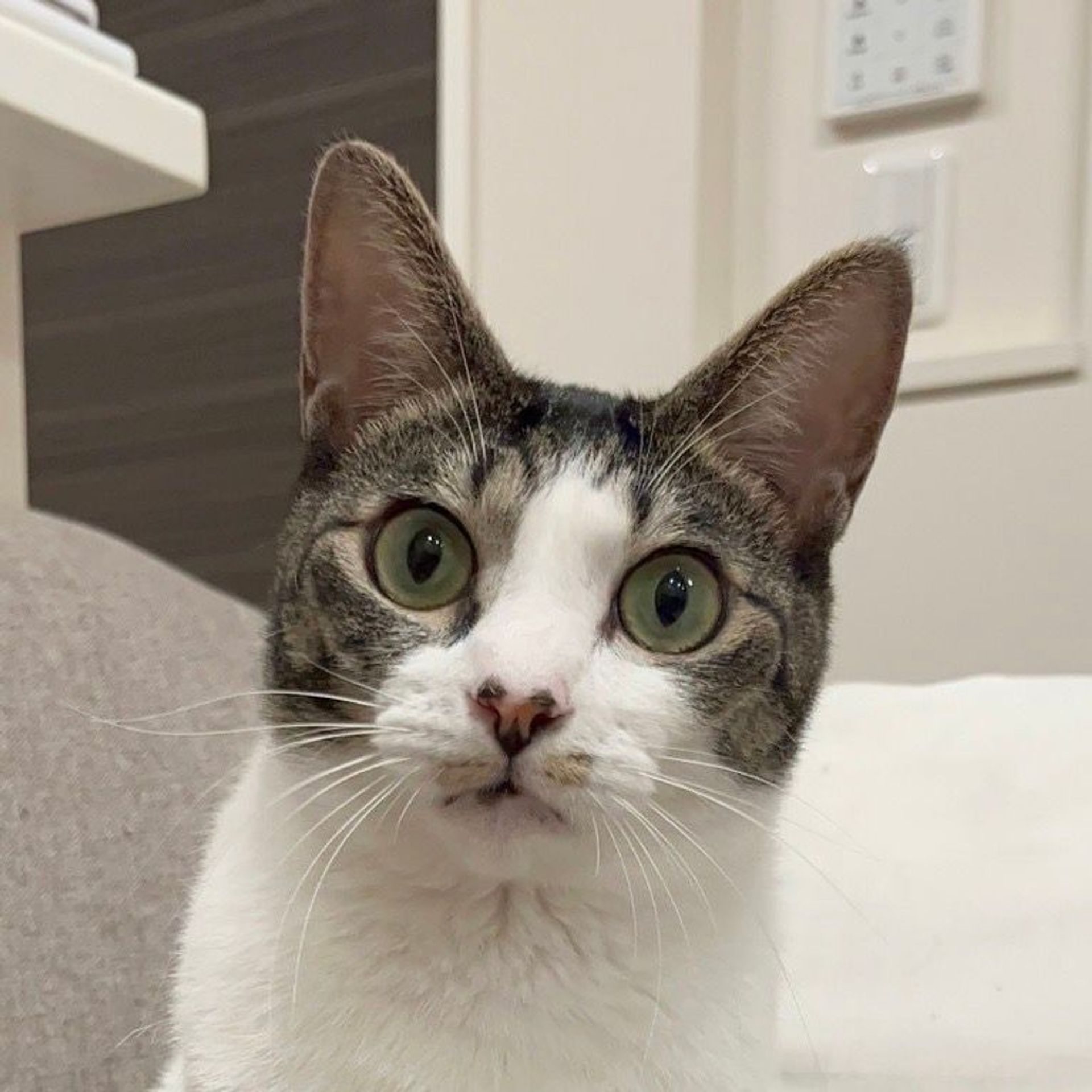 雑種（ミックス猫）・メスの里親募集の写真