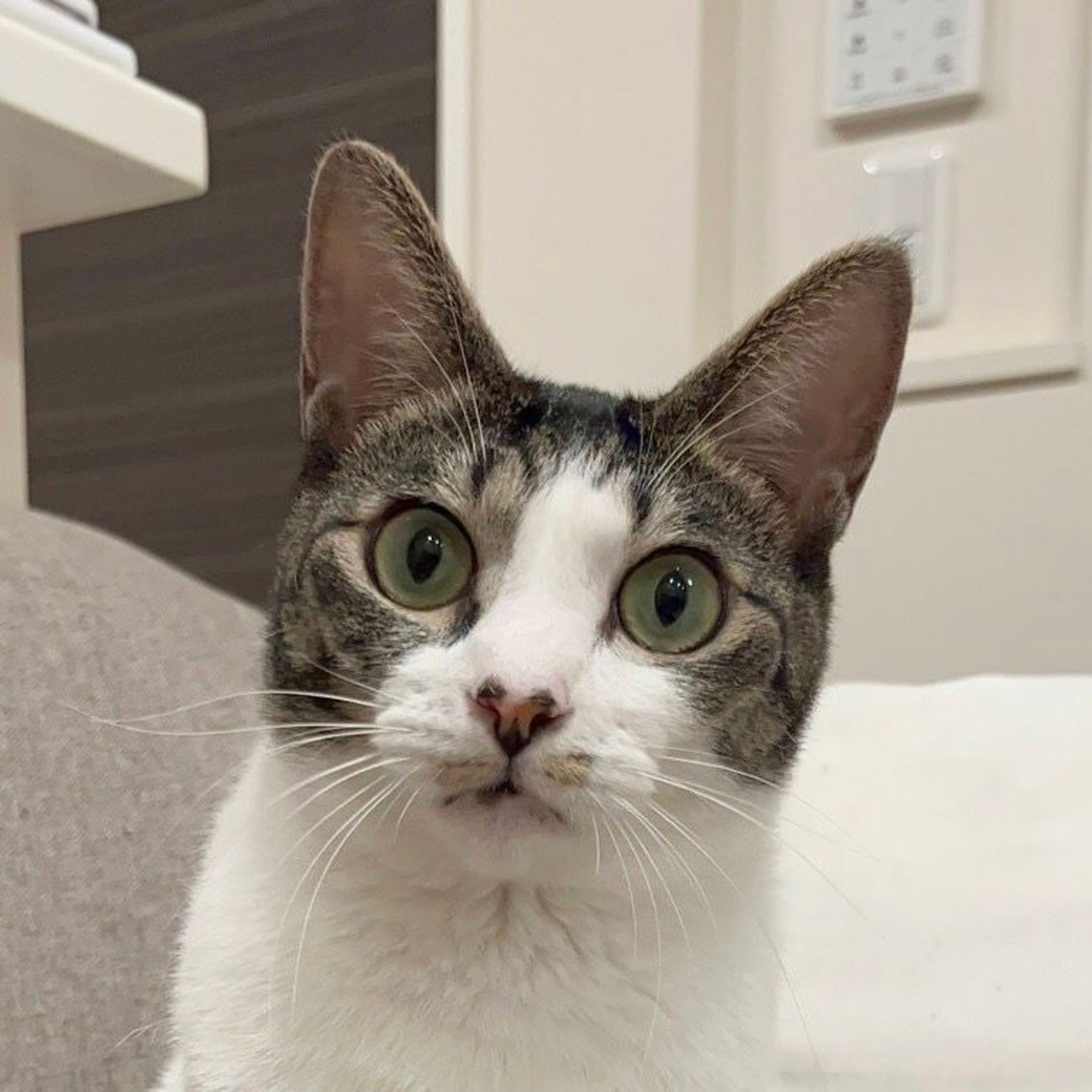 雑種（ミックス猫）・メスの里親募集の写真