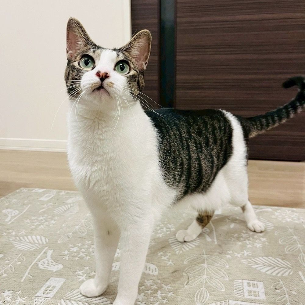 キラキラお目目のおしゃべりさん | 雑種（ミックス猫） | ミャオ！ね